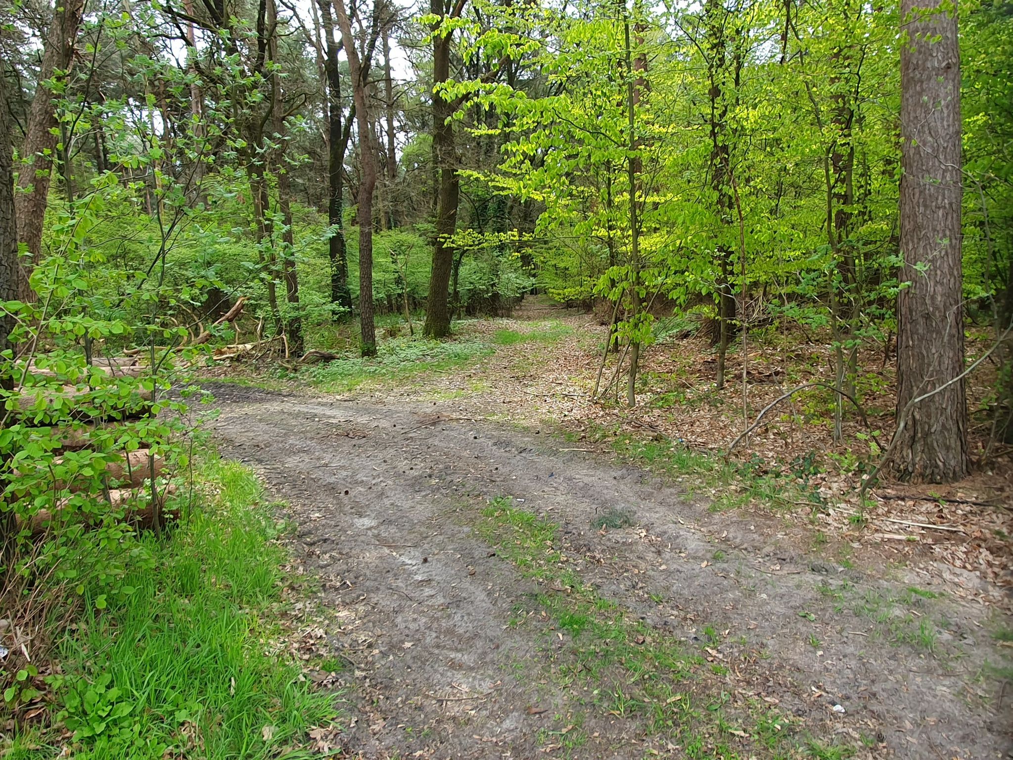 Blick in den Hümmling-Buchenwald.
