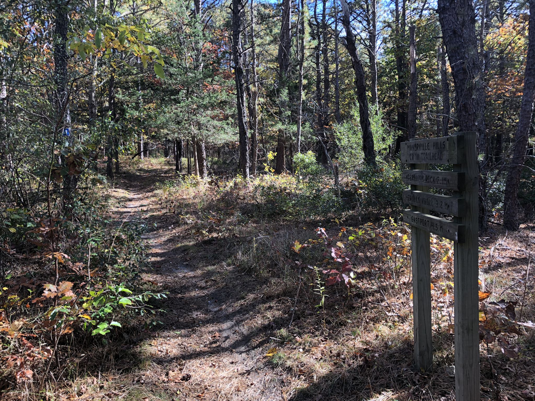 A sunlit dirt path winds through a dense forest with a wooden signpost. - Manorville Hills County Park loop from Manorville