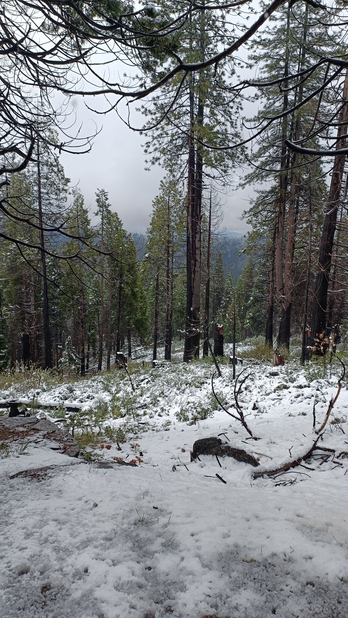 Snow-dusted forest floor with tall trees under a cloudy winter sky. - Big Creek – Right Meadow Trail loop from Fish Camp