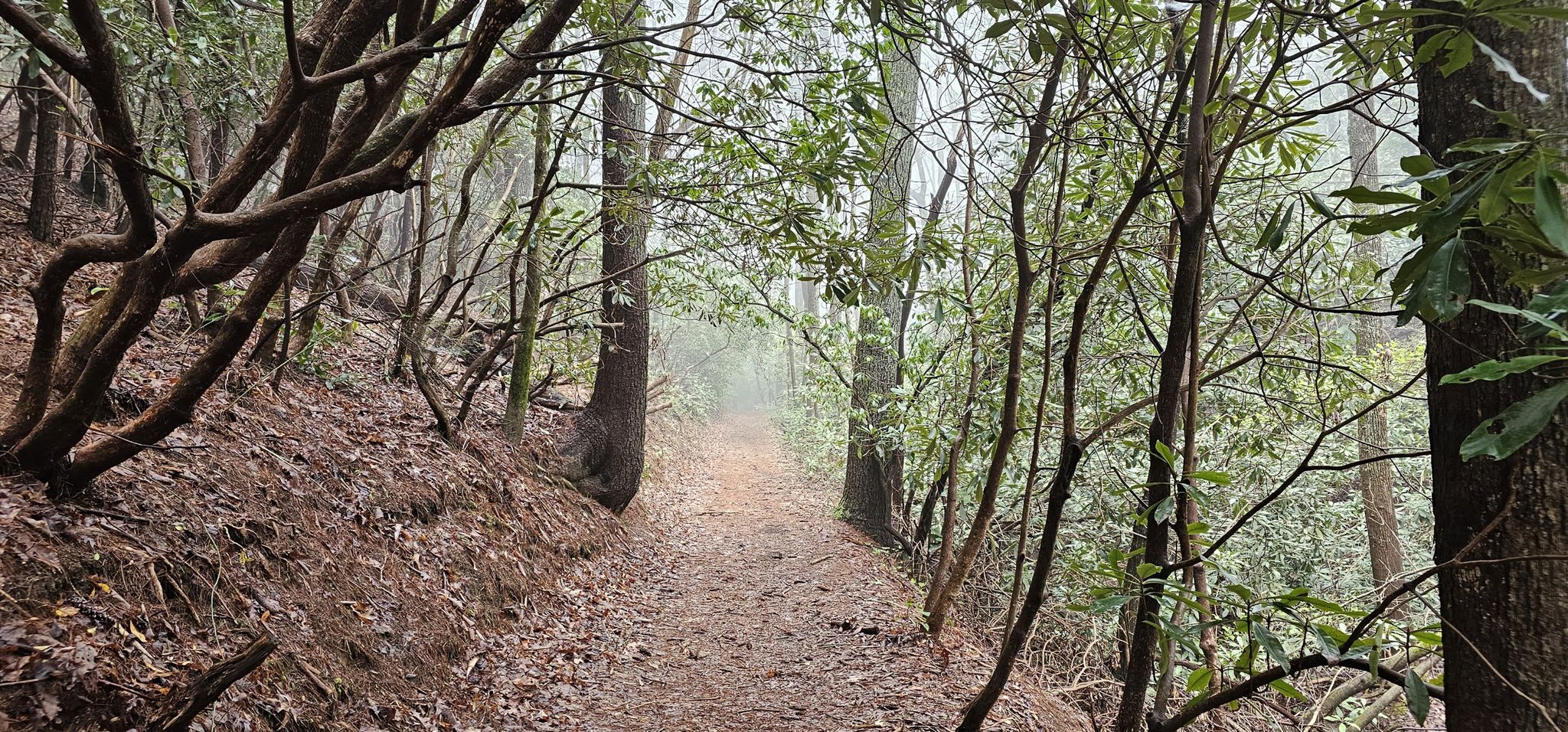A misty dirt path winds through a dense, green forest. - Gahuti and Cool Springs Overlook Loop
