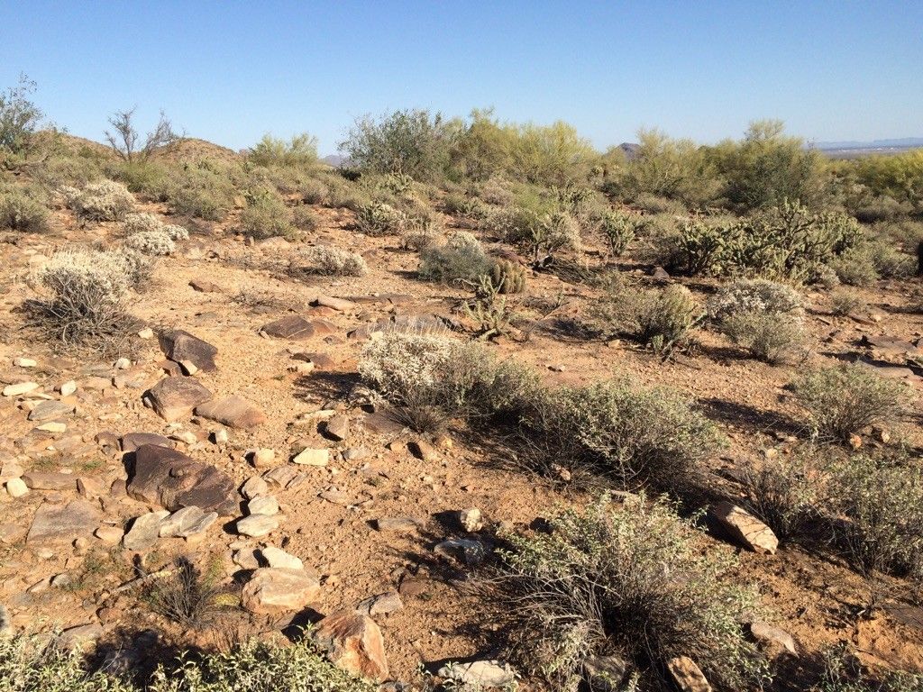 Rocky desert ground with sparse shrubs under a bright, clear sky. - Lost Dog Wash and Ringtail Loop