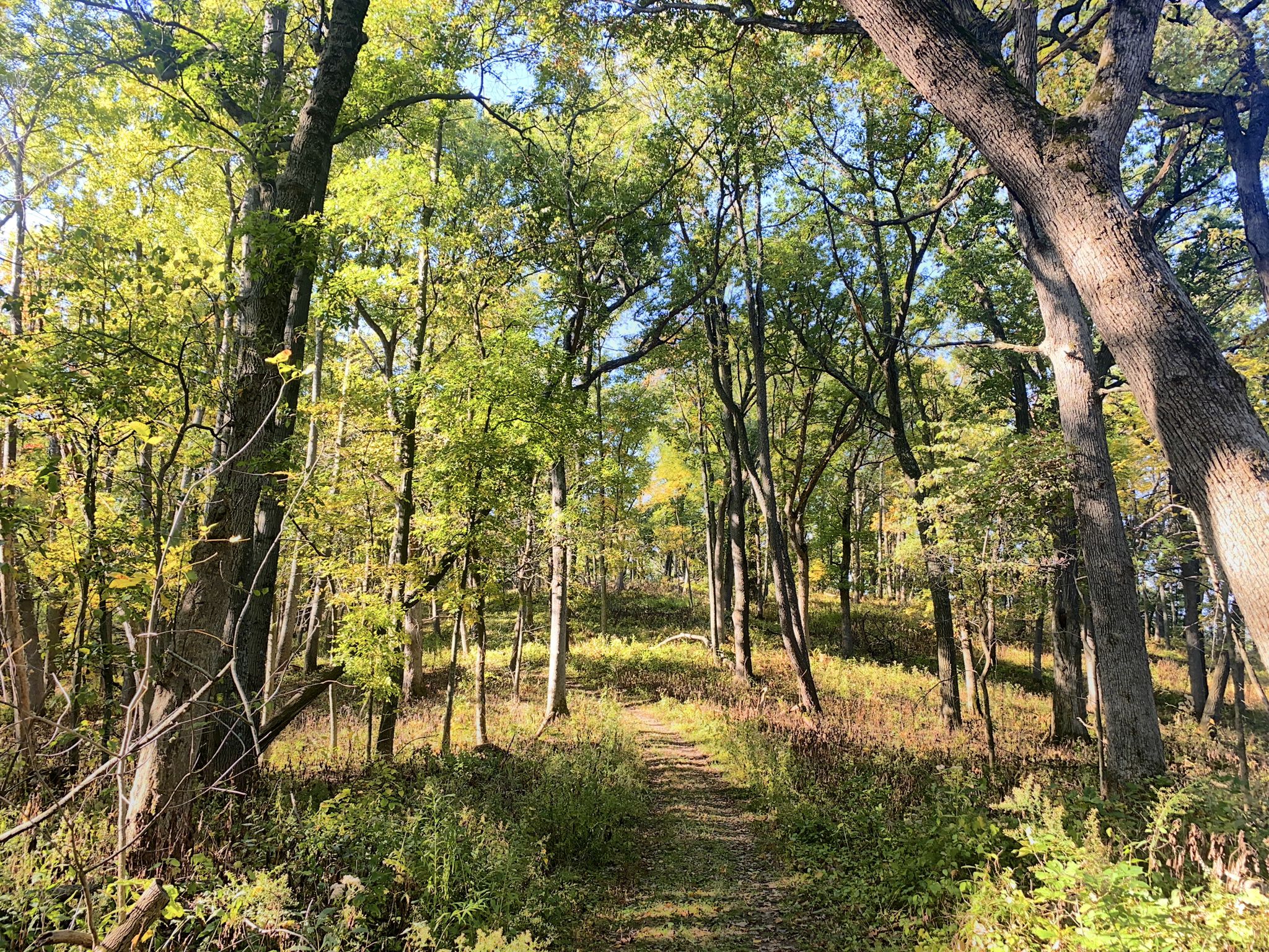 A sunlit dirt path winds through a vibrant green and yellow forest. - Rush Creek State Natural Area Trail