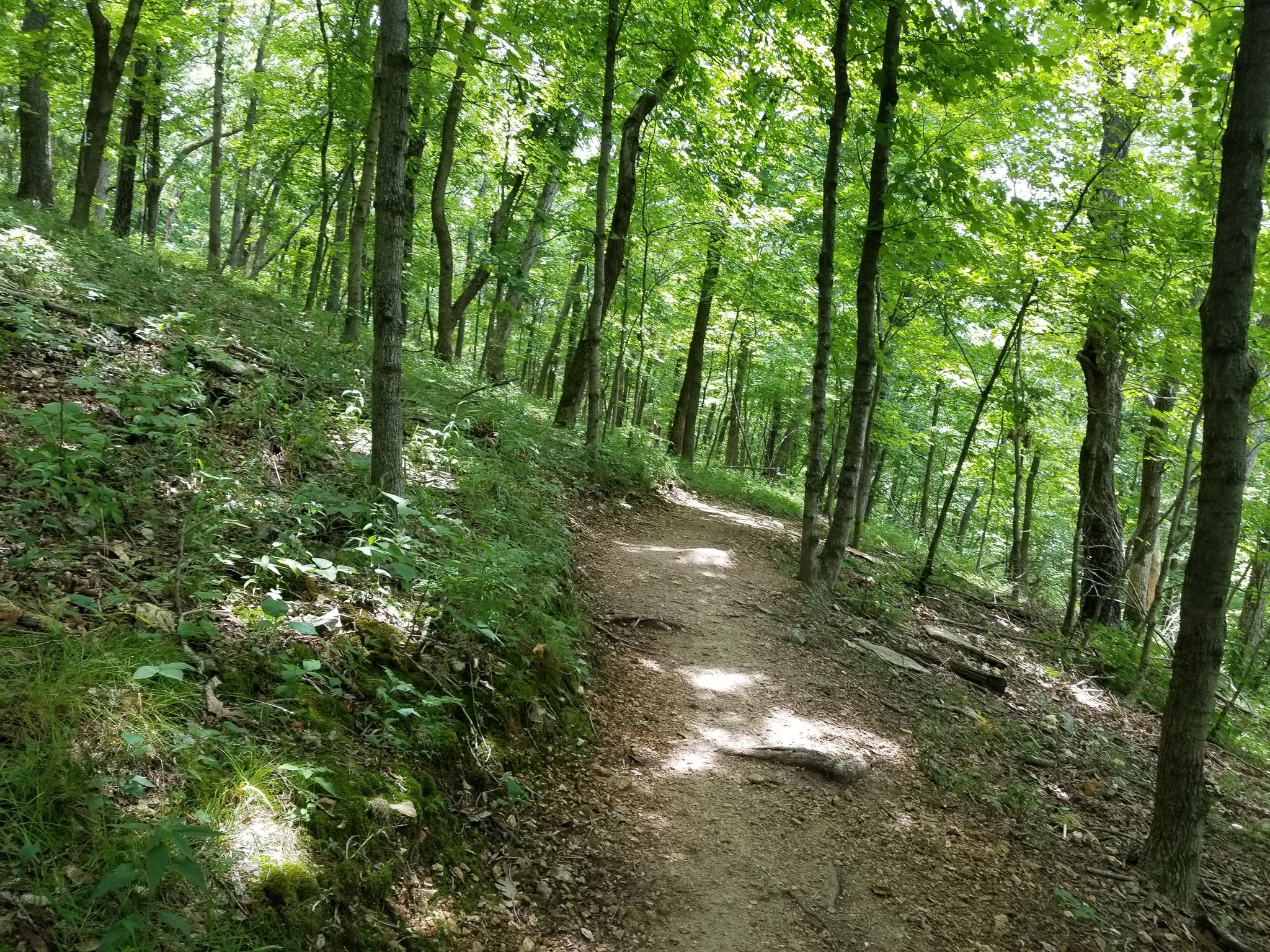 Sunlit dirt trail winding uphill through a dense, vibrant green deciduous forest. - Lewis & Clark Trail