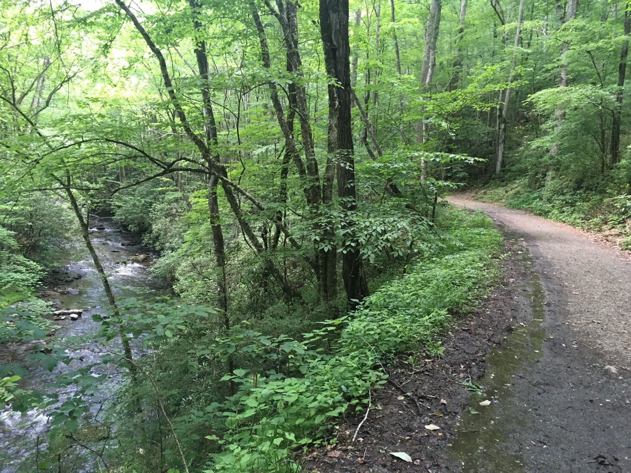 Dirt path next to a flowing stream in a lush green forest. - Bradley Fork Trail loop from Smokemont