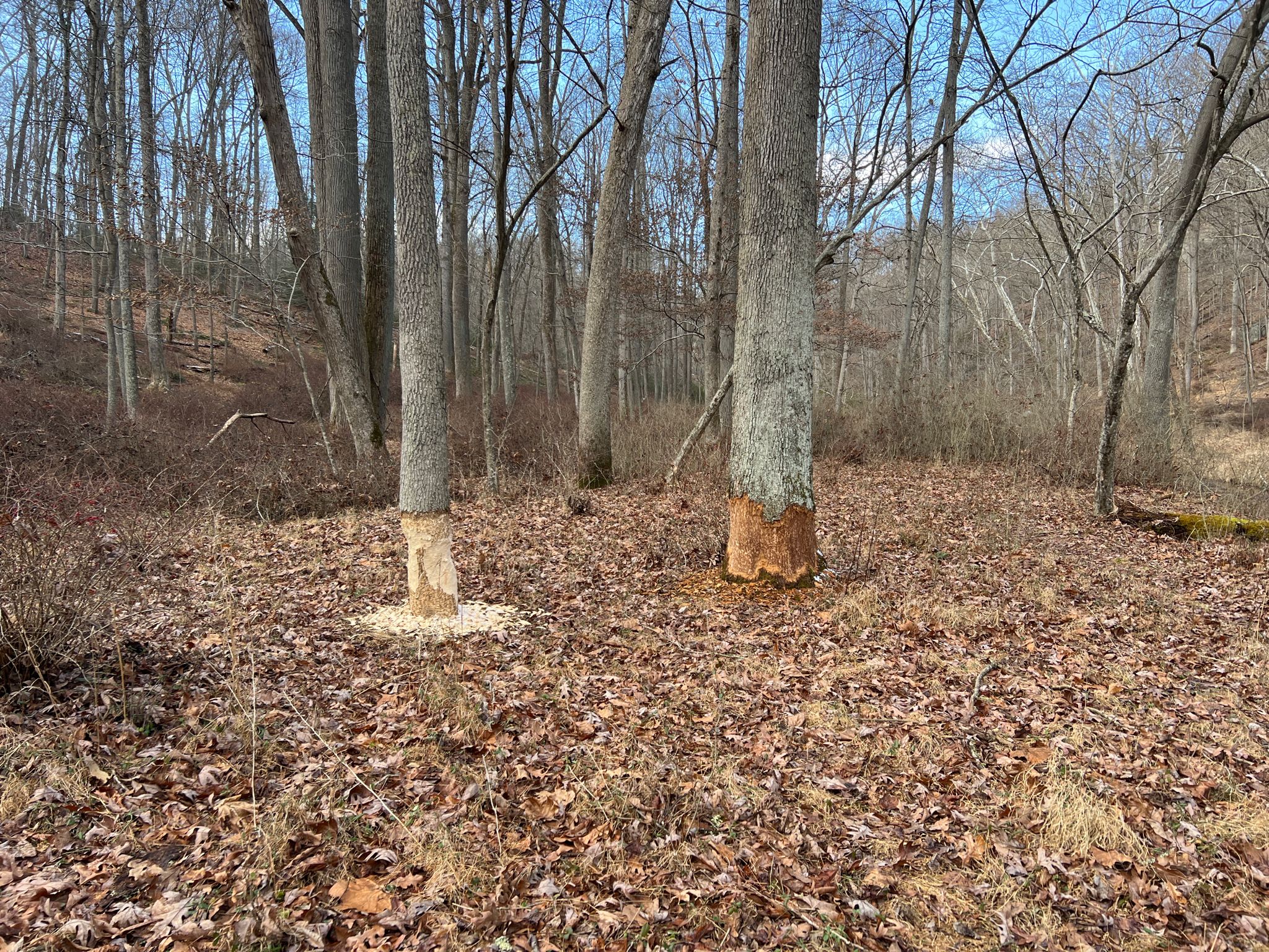 Two trees in a bare forest show significant bark damage at their bases. - Panther, Sandy, and Gunpowder North Trail Loop