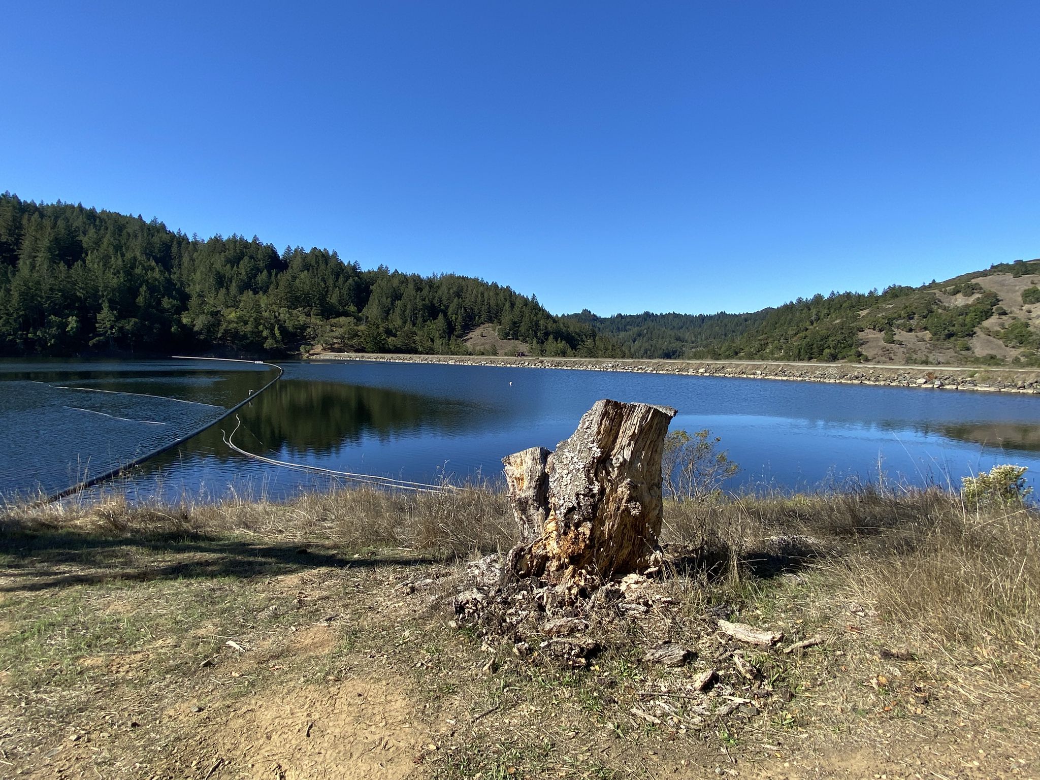 Large tree stump by a calm lake with forested hills under a clear sky. - Azalea Hill Trail to Alex Forman Trail loop