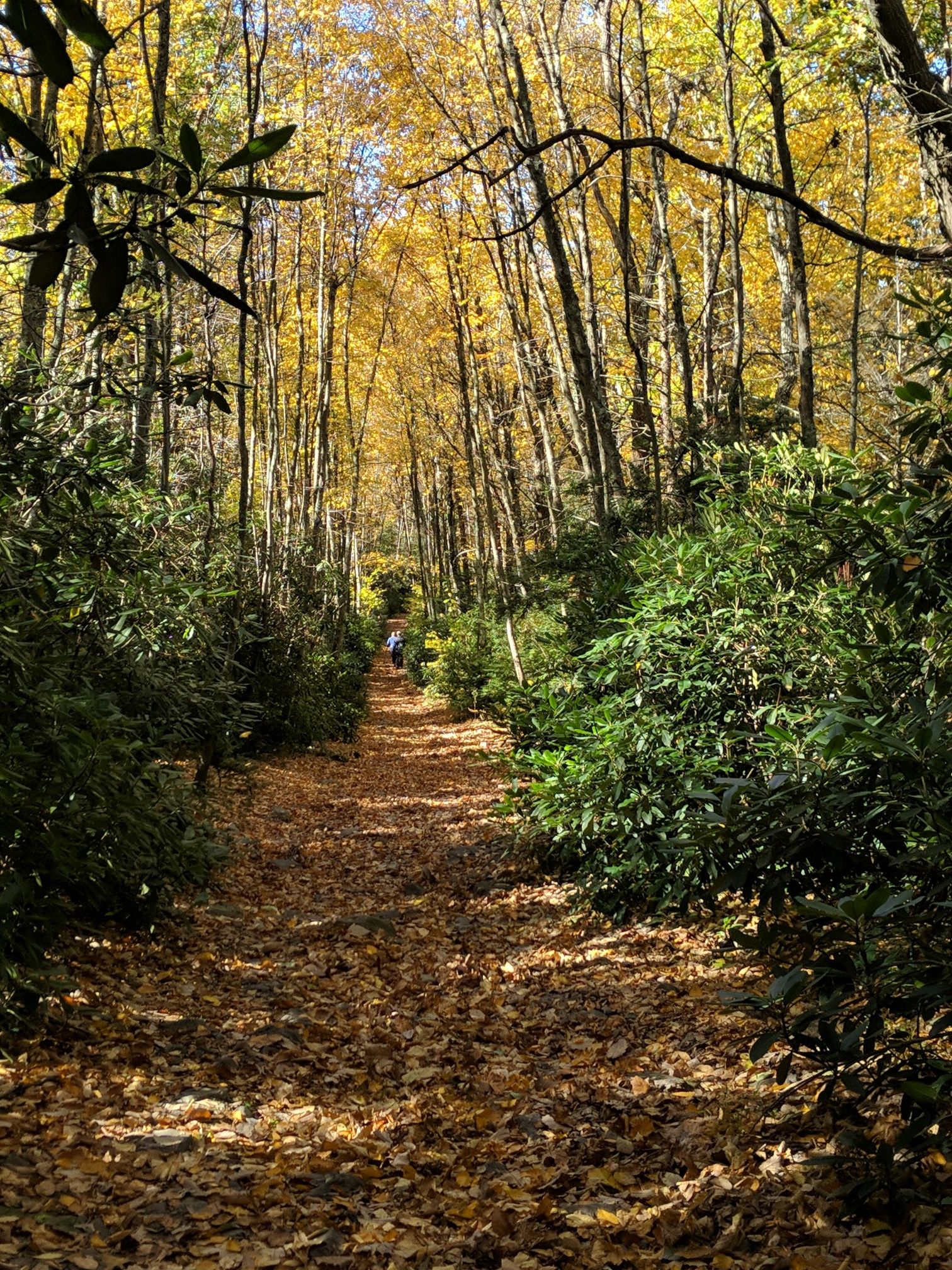 Sunny forest path covered in golden autumn leaves with a distant walker. - Mount Minsi Loop