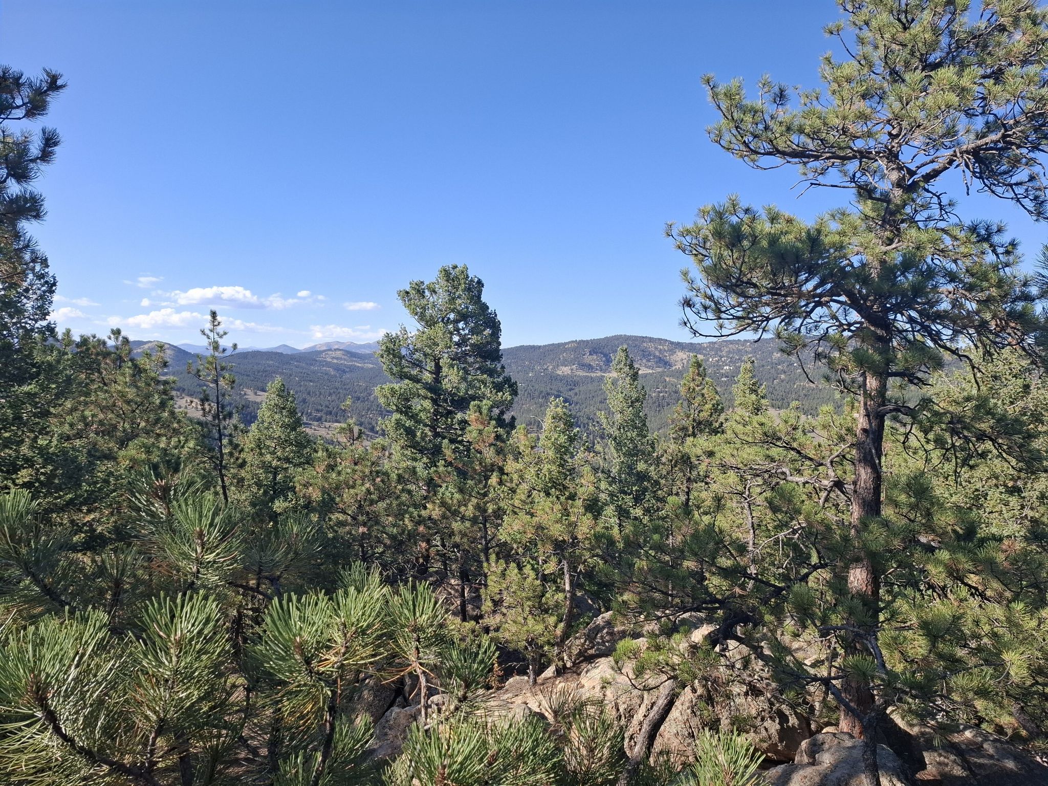 View of distant mountains and valleys through pine tree branches. - Bear Creek Trail to Panorama Point
