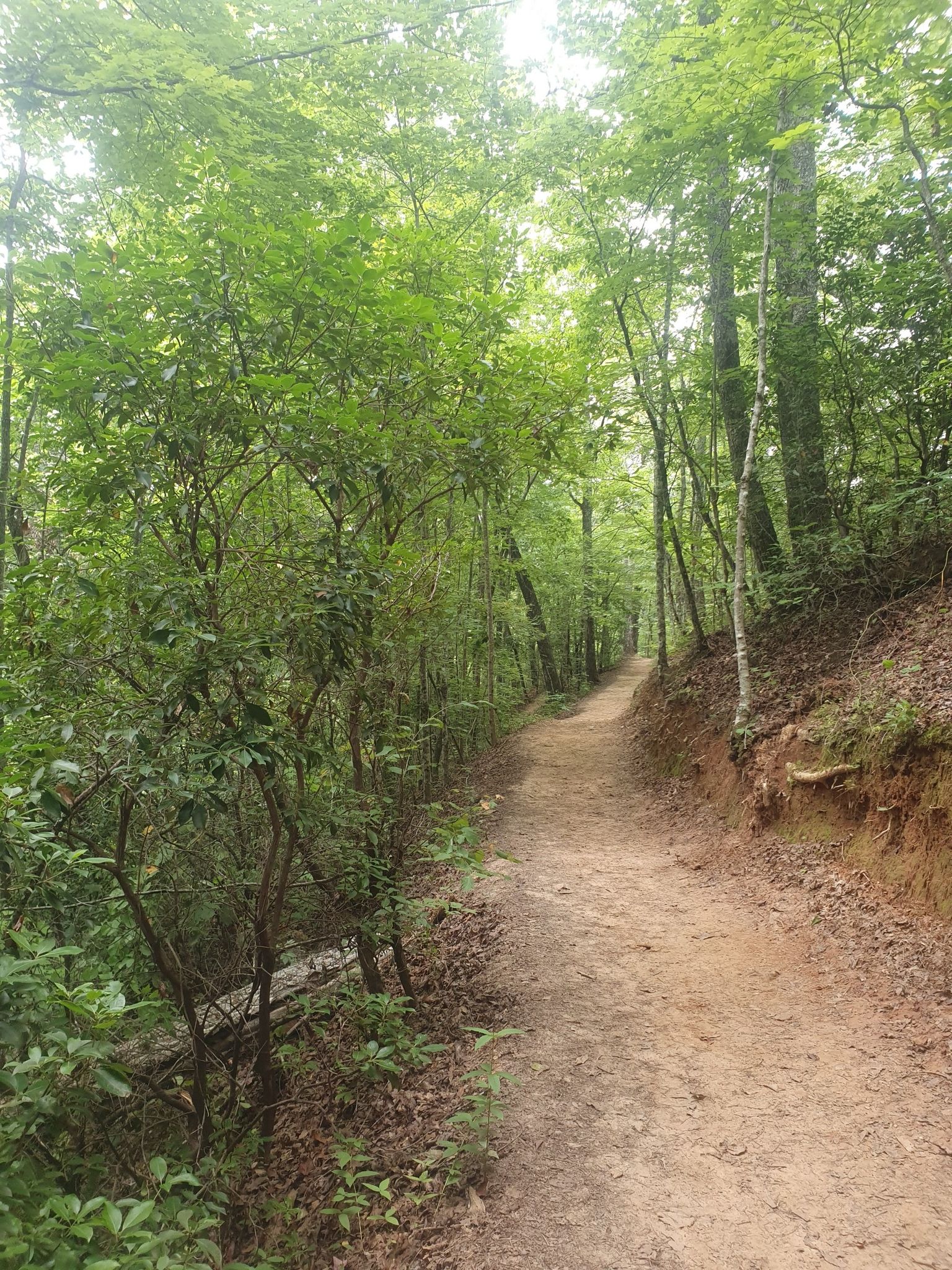 A sun-dappled dirt path winds through a dense green forest. - Goldmine Loop Trail