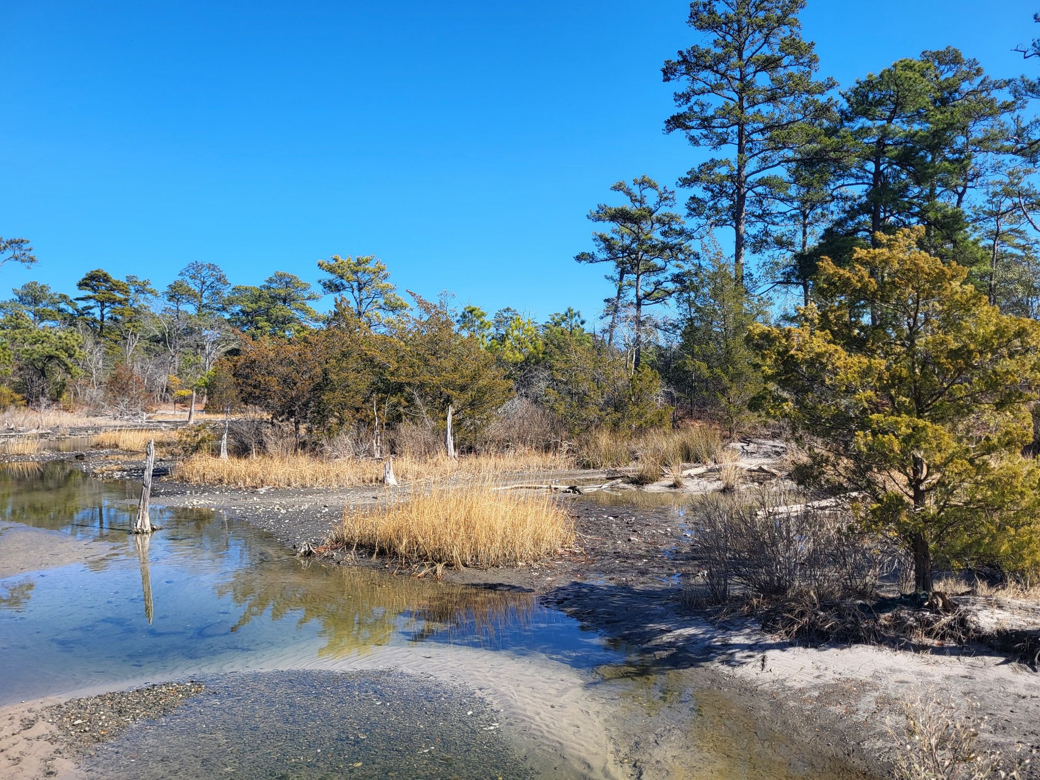 Sunny marshland with shallow water, tall pine trees, and clear blue sky. - Cape Henry Trail