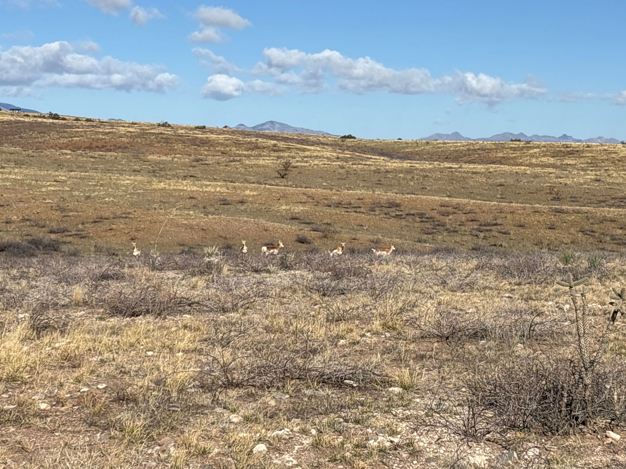 A small herd of animals grazes on rolling dry hills under a blue sky. - Lightning Ridge Cellars – Canelo loop from Elgin Elementary School
