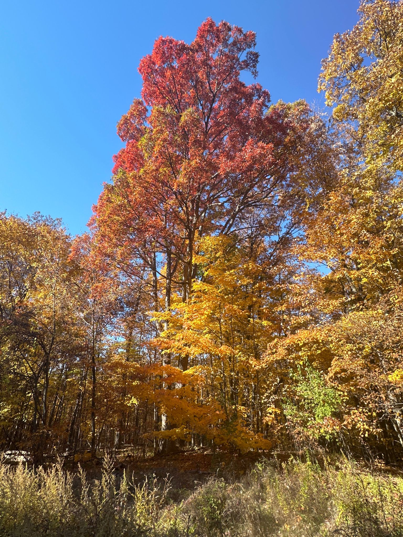 Vibrant red and yellow autumn trees stand tall against a clear blue sky. - Running loop from High Tor Wildlife Management Area - Parrish Gully