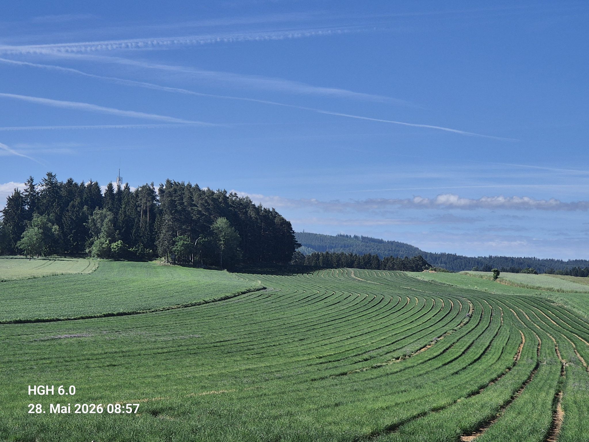 Schnittlauchgroßanbau für Waldland zwischen Friedersbach und Wolfsberg . Es duftet herrlich, sofern man Lauchgeruch mag.