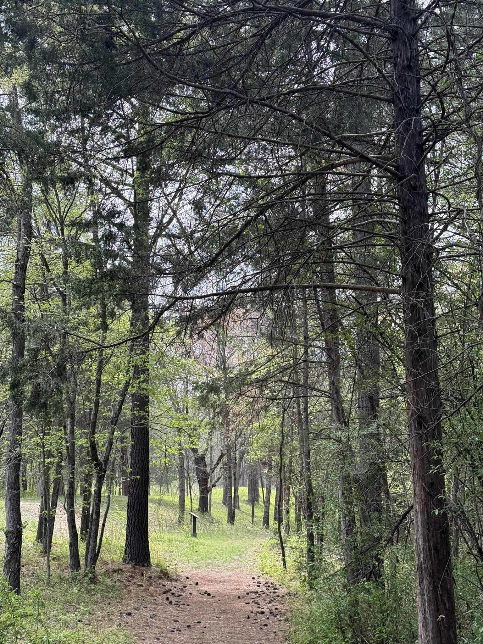 A narrow dirt path winds through a dense, green forest with tall trees. - Brawner Farm Loop Trail