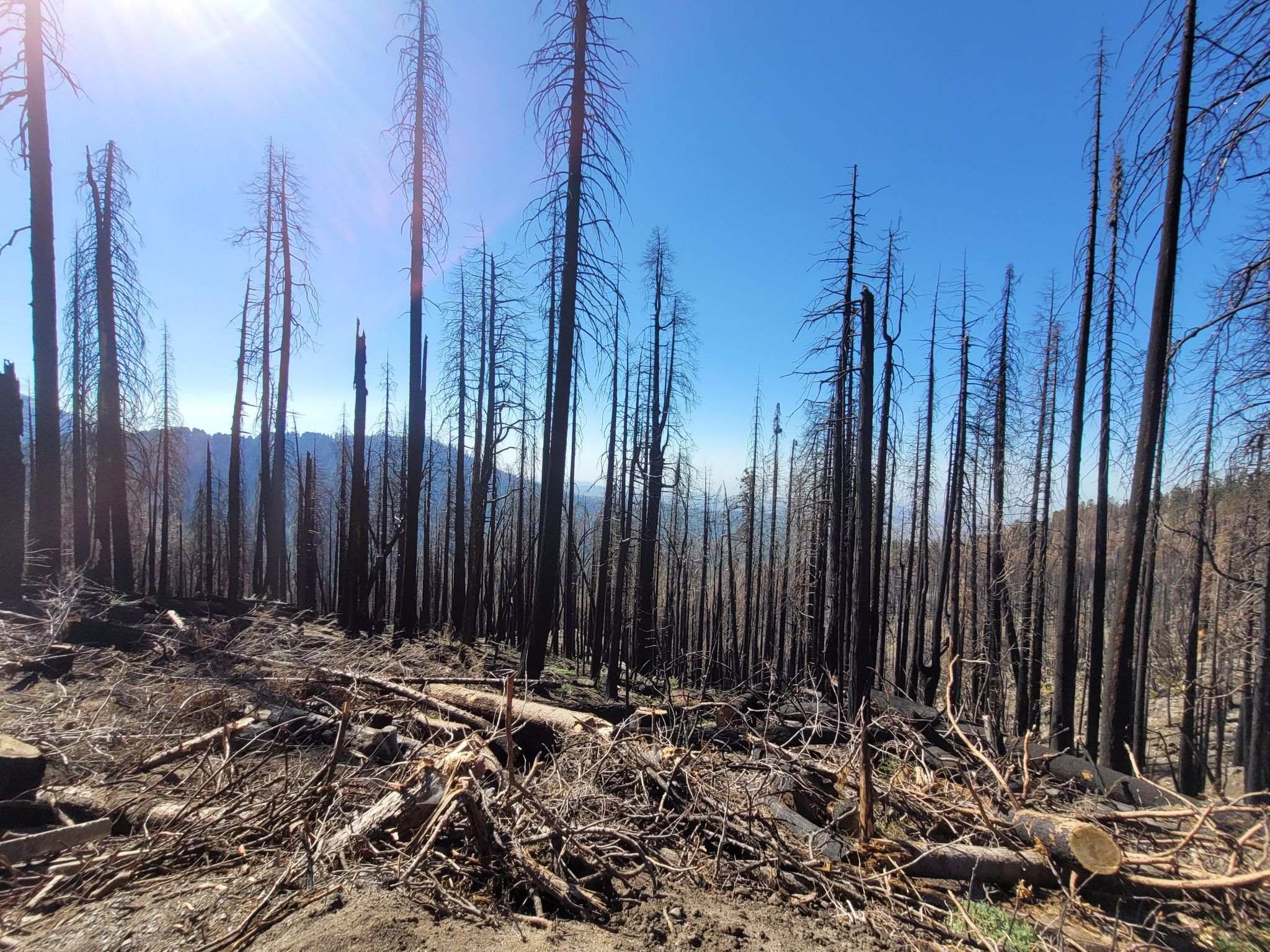 Sunny view of a dense forest of tall, charred tree trunks. - Generals Highway Scenic Drive