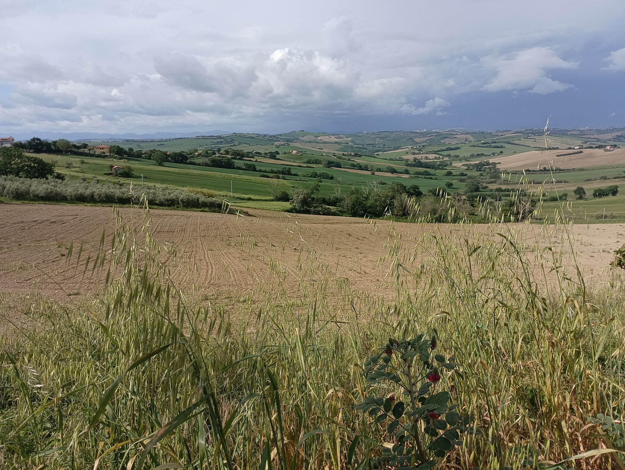 Solfanuccio