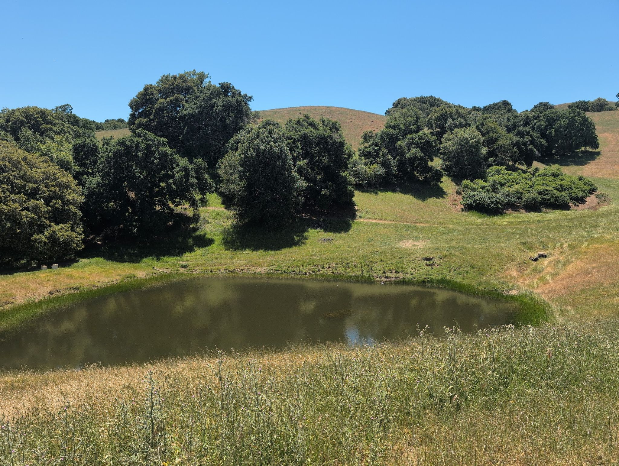 A small pond surrounded by green and dry grass, with trees and hills. - Bob Walker Ridge and Volvon Trail Loop