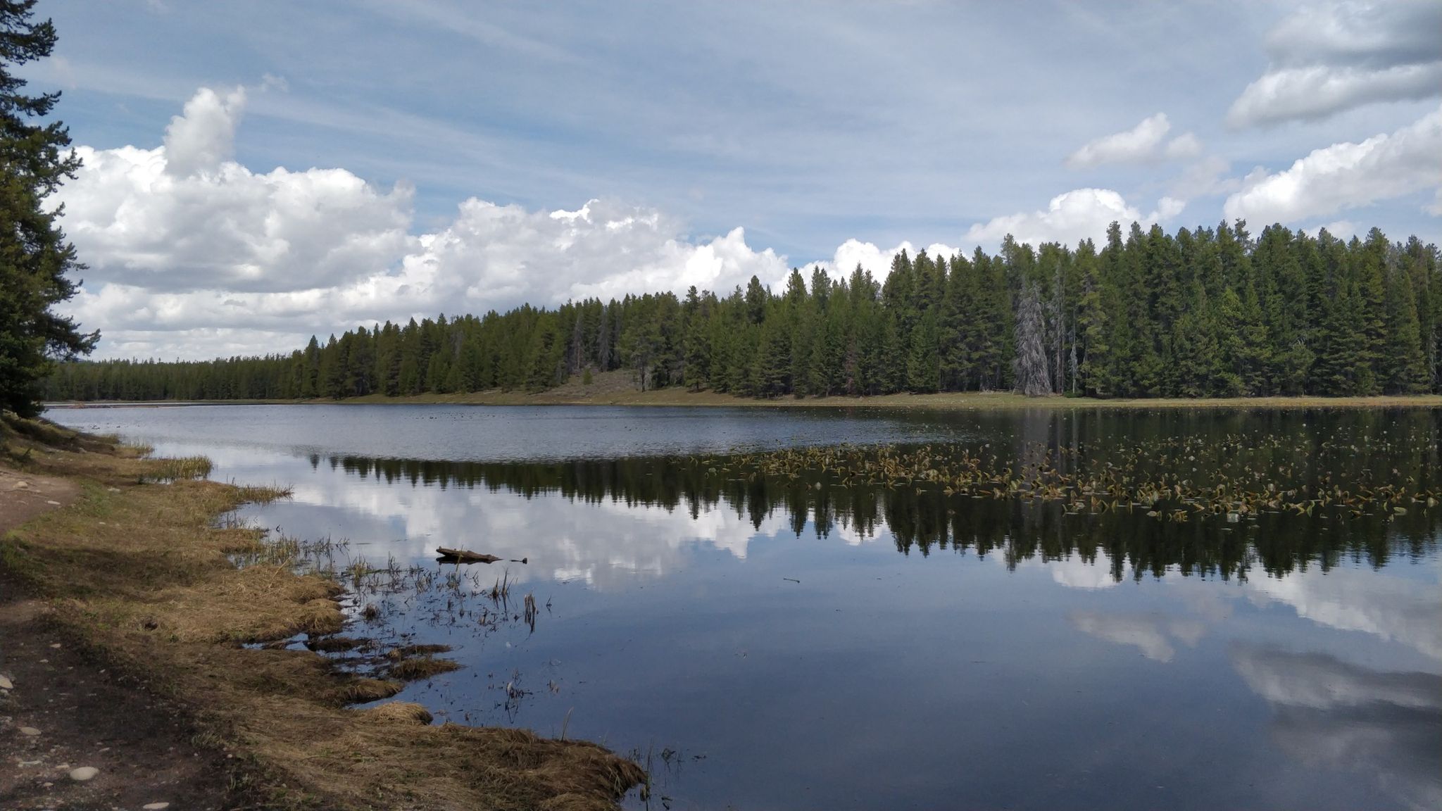 Calm lake reflecting cloudy sky, bordered by dense pine forest and grassy shore. - Heron Pond and Swan Lake Loop Trail