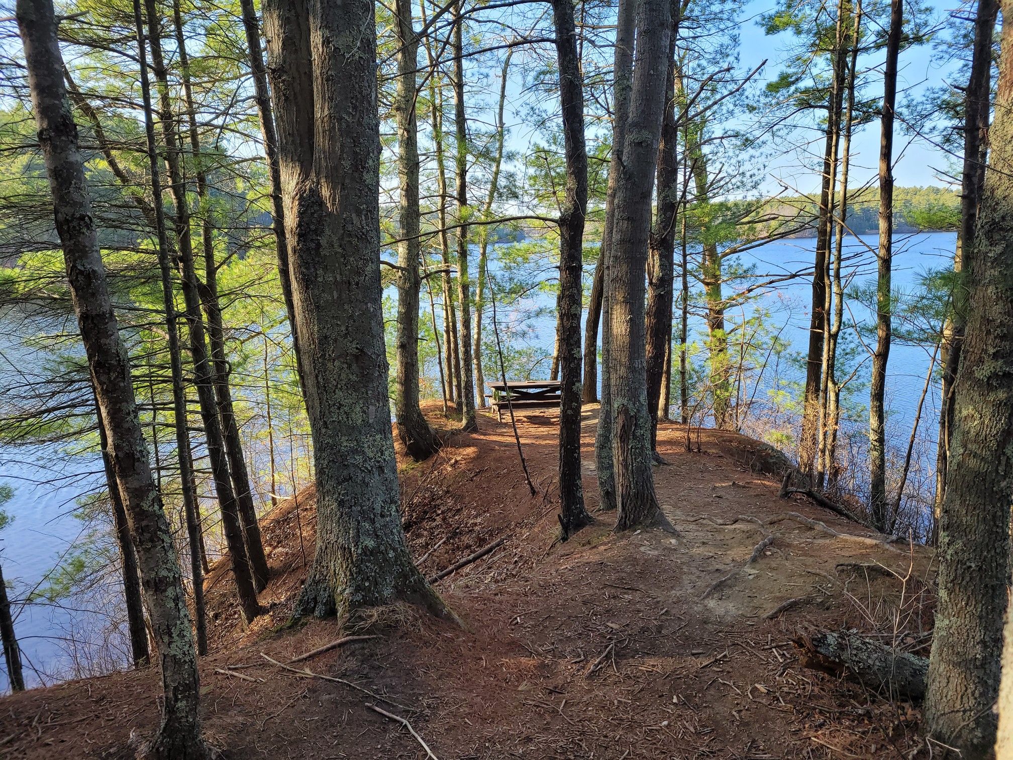 Sunny forest path overlooking a calm lake, with a wooden bench. - Massasoit Loop
