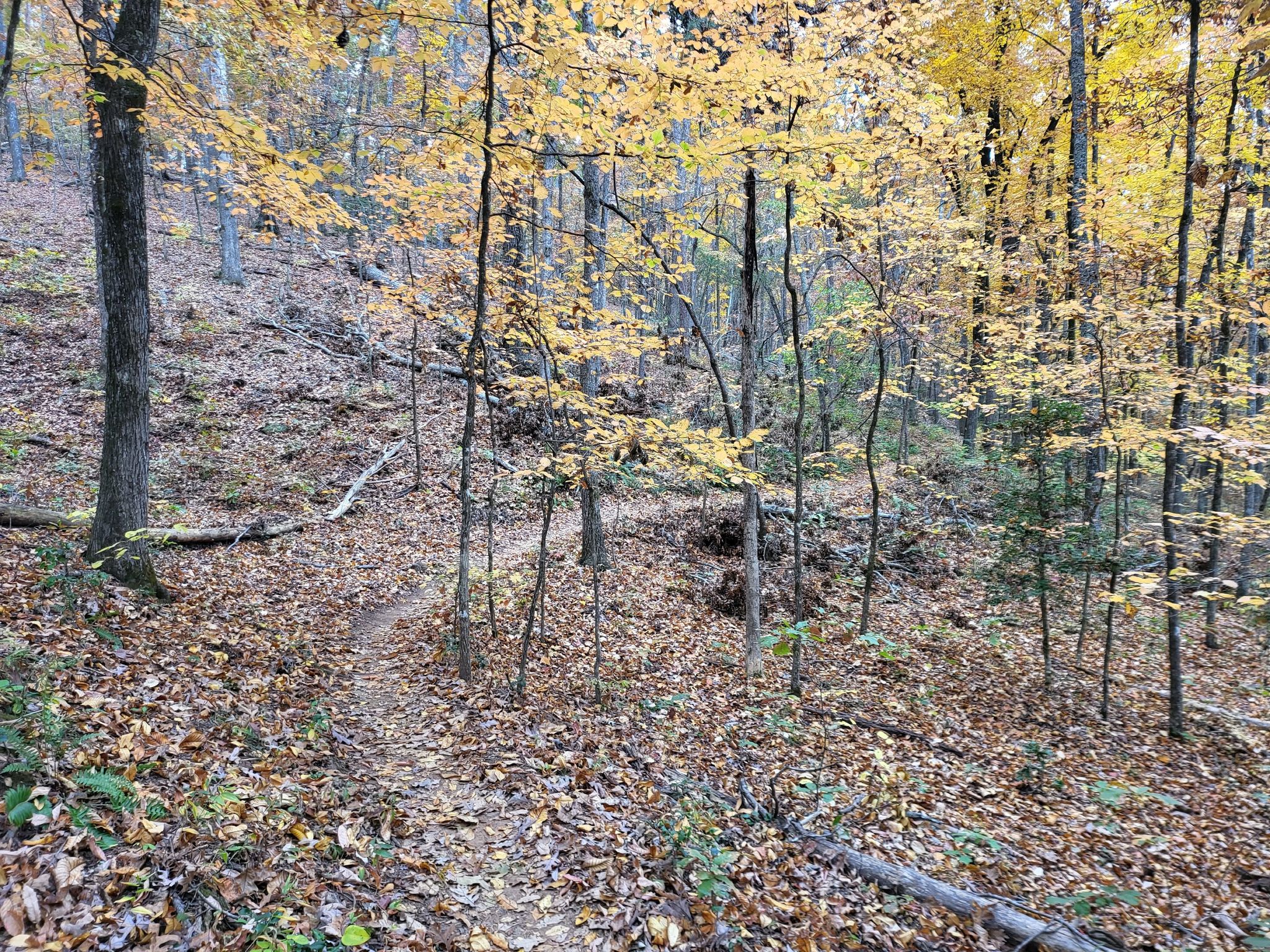 Forest path winding uphill through trees with bright yellow autumn leaves. - Running loop from Daniel High School