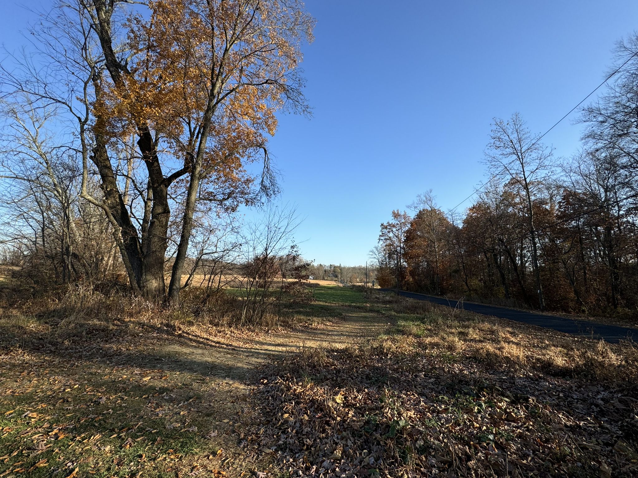Sunny autumn landscape with a large tree, dirt path, and wooded area. - Bryn Coed Preserve One Mile Loop