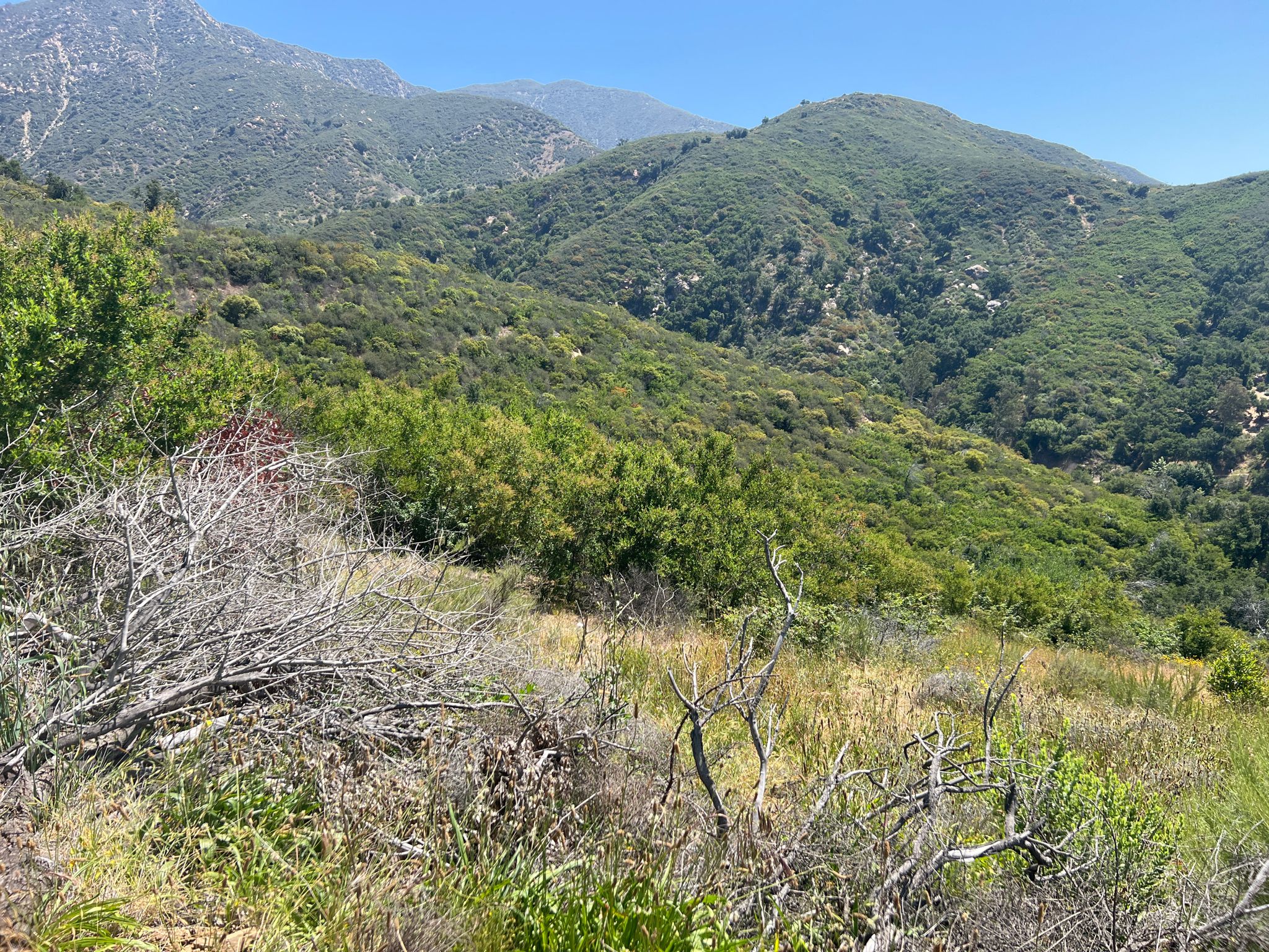 Sunny view of lush green mountains with dry brush in the foreground. - San Ysidro, McMenemy, and Girard Trail Loop