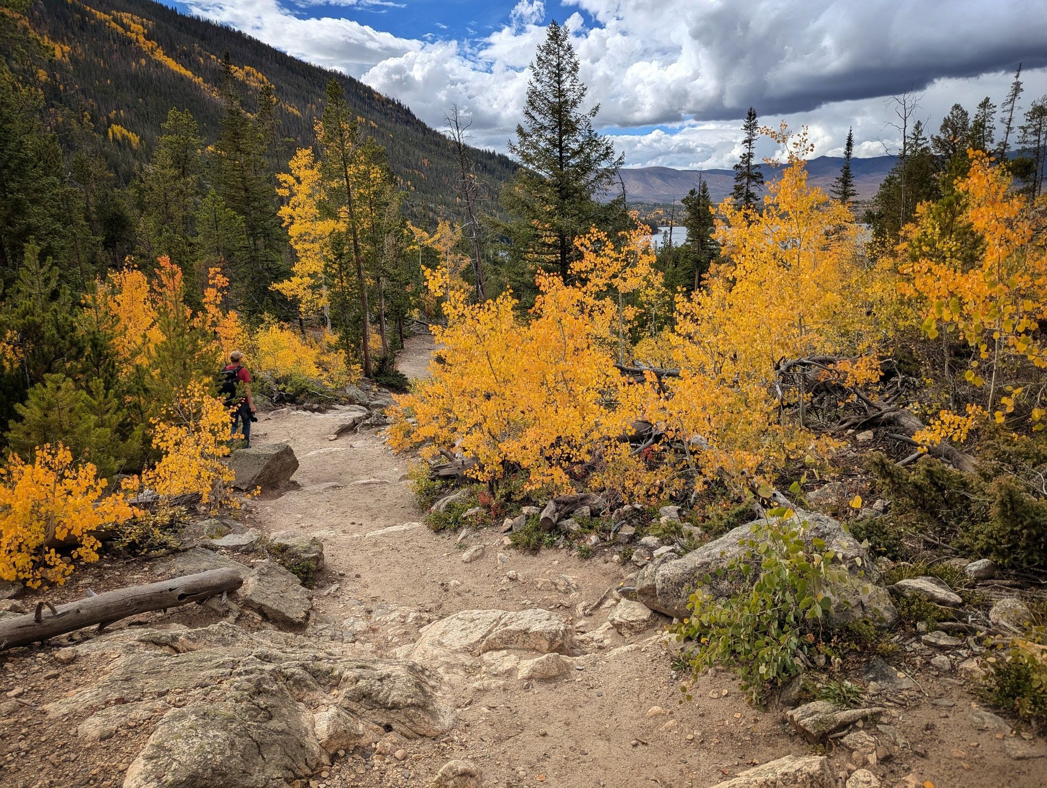 Dirt trail winding through vibrant yellow aspen trees on a cloudy day. - Adams Falls Trail