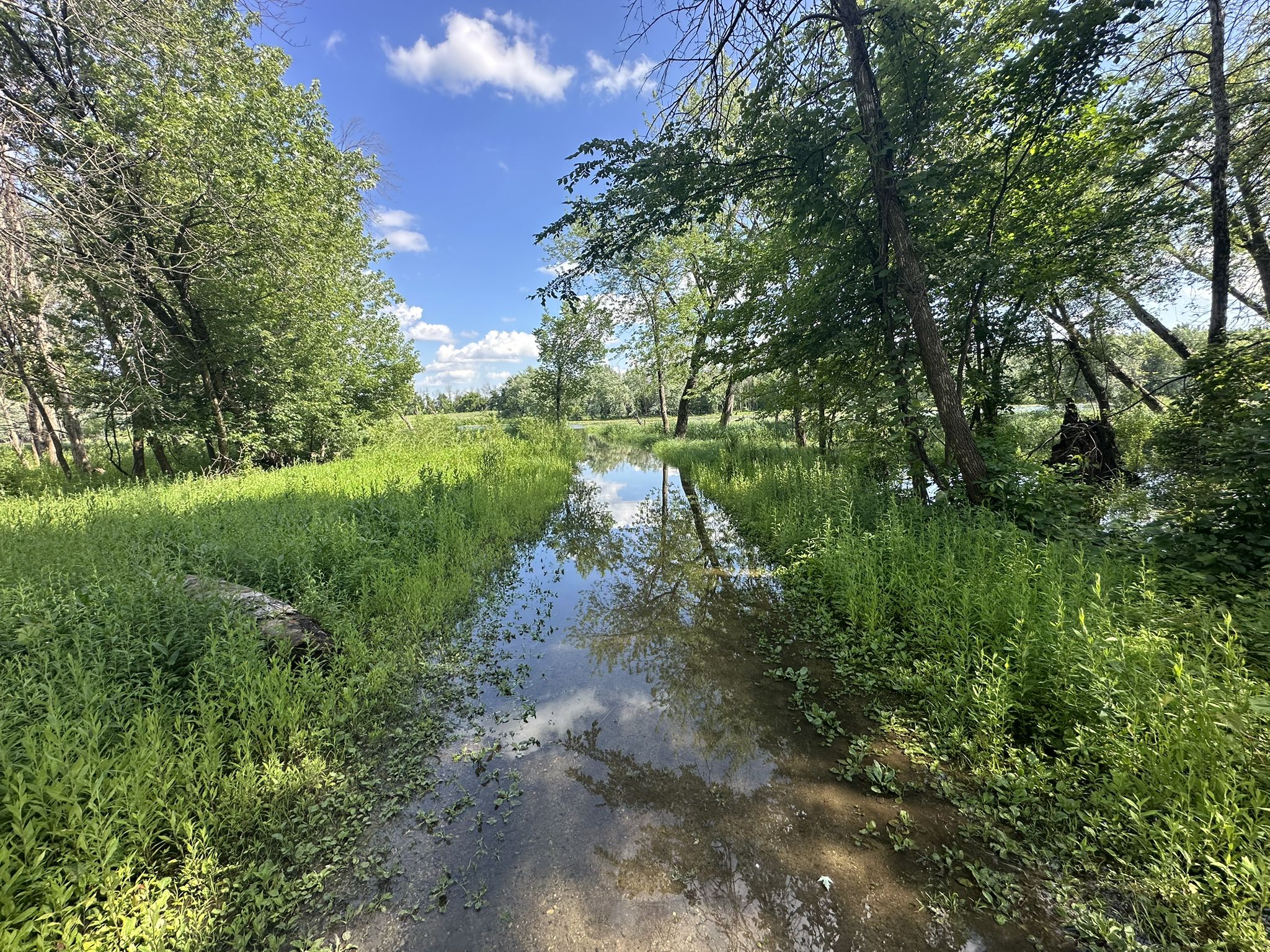 Flooded path through lush green grass and trees under a blue sky. - Nine Mile Creek Trail loop