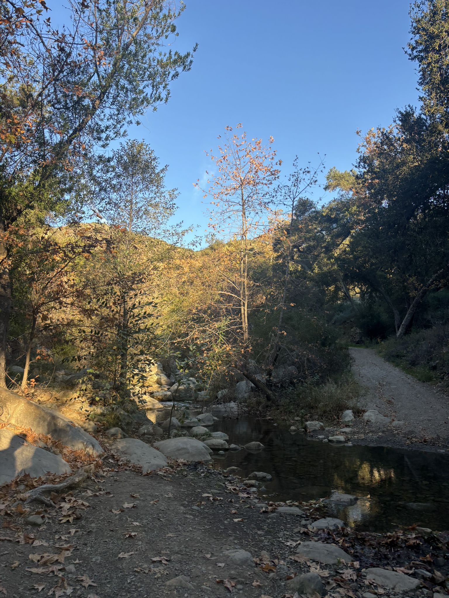 A rocky stream crossing with a dirt path, surrounded by trees in sunlight. - Sisar Canyon Trail