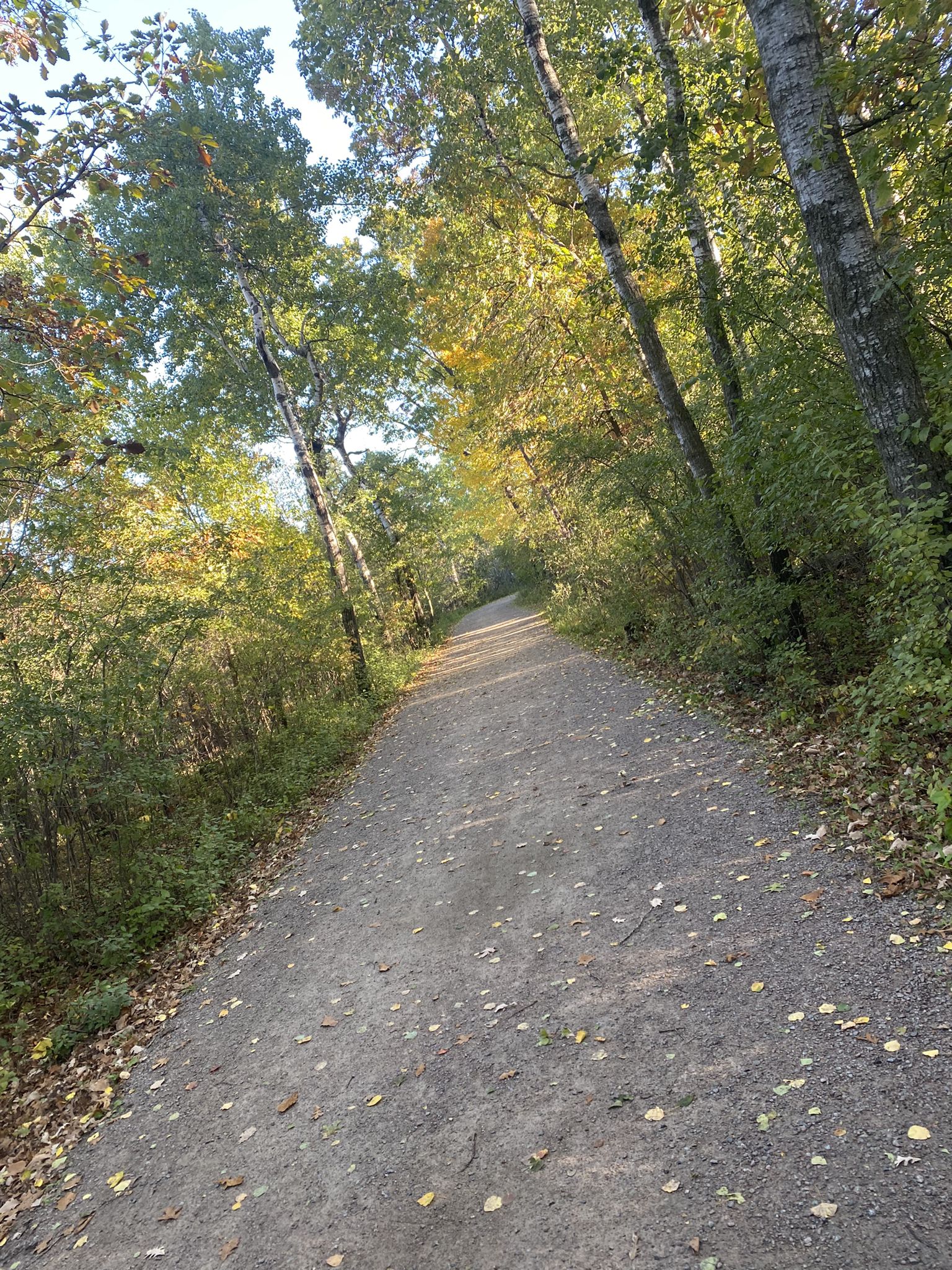 Winding dirt path through a sunlit forest with autumn leaves on the ground. - Red Six loop from Quarry Park and Nature Reserve