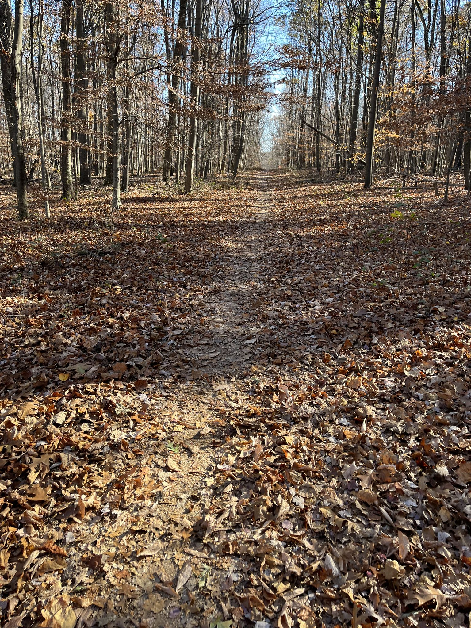 A sunlit dirt path winds through a bare forest covered in brown leaves. - Kingsley, Purdum, Timber, Dark Branch, Sidewinder and Bennett Ridge Loop