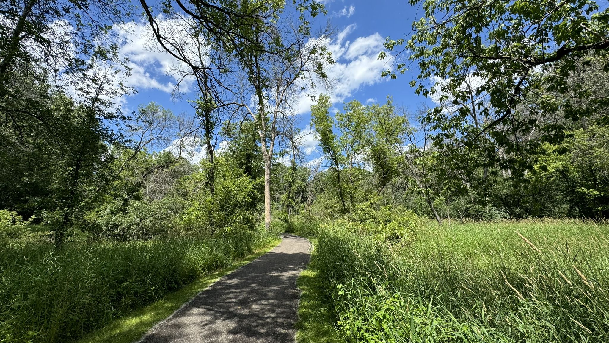 A paved path winds through a vibrant green forest under a bright sky. - Rice Creek Regional Trail Loop