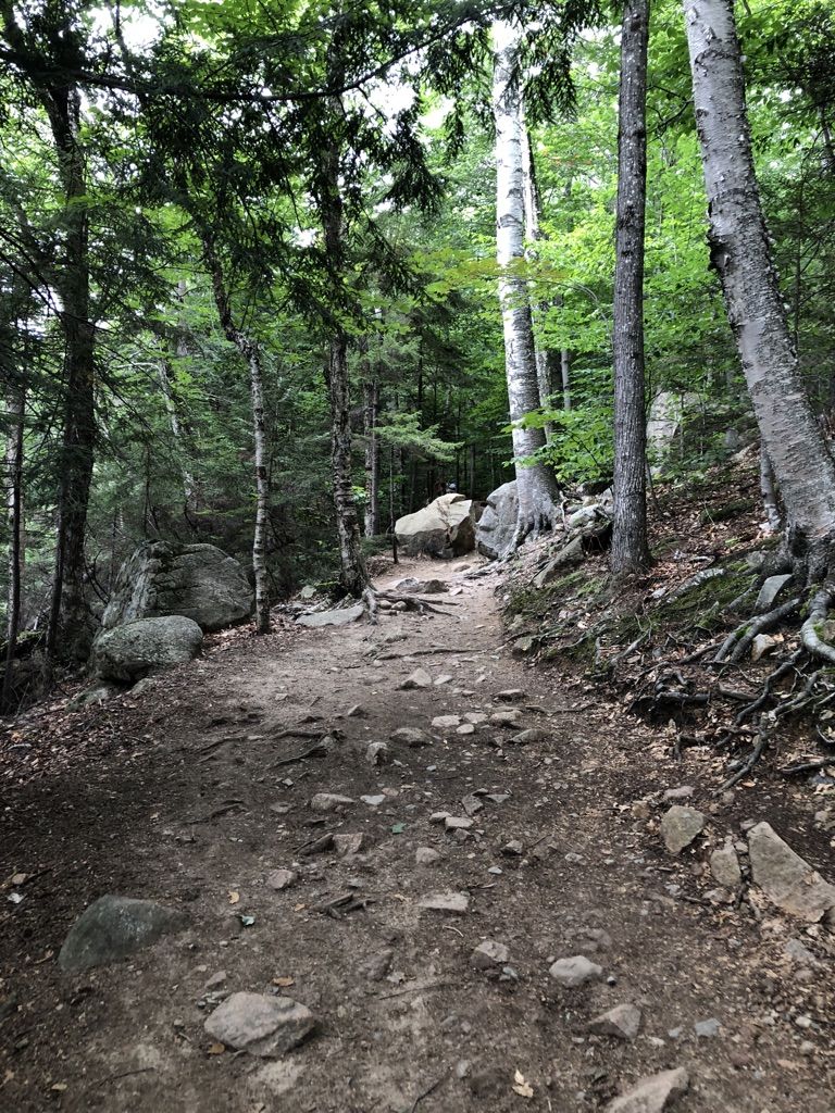 Dirt path winding through a forest with tall trees and scattered rocks. - Arethusa Falls and Bemis Brook Trail
