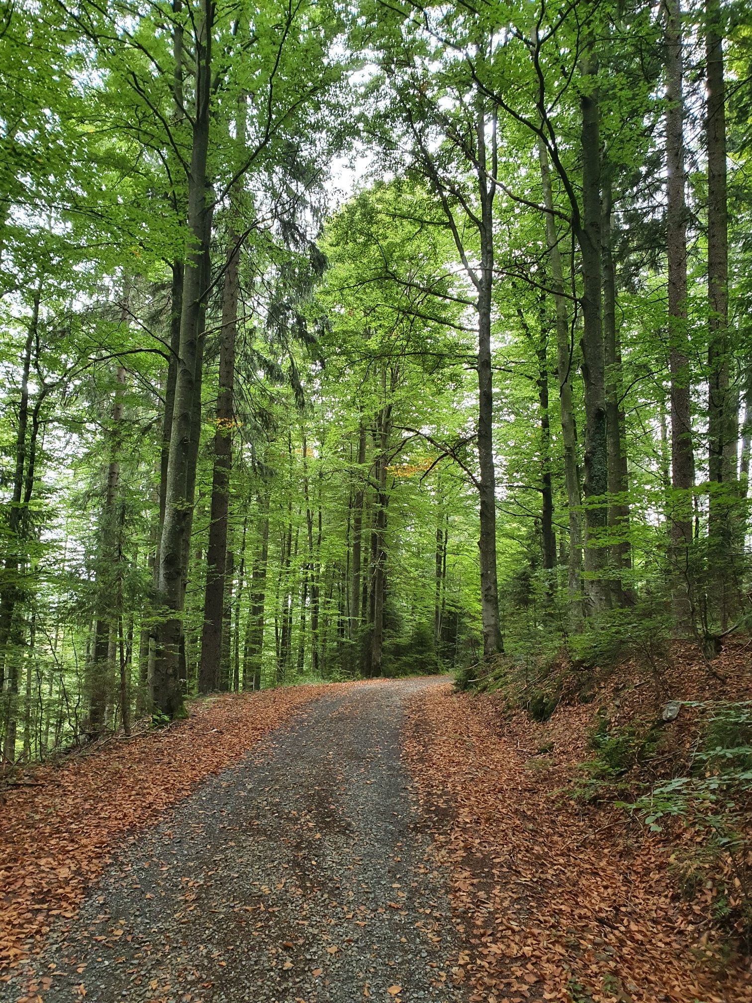 Buchenwald mit Herbstzeichnung