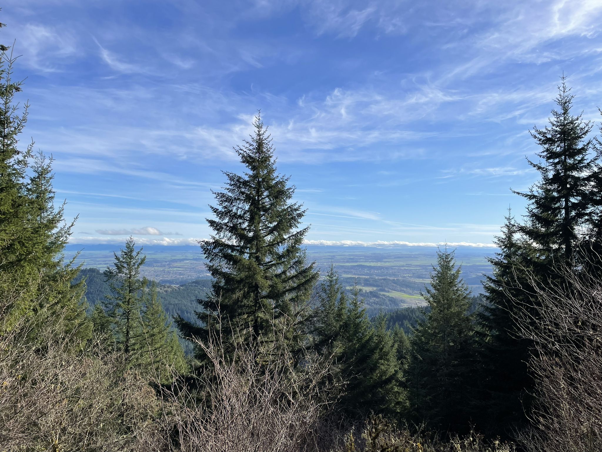 Evergreen trees frame a distant valley under a bright, cloudy sky. - McCulloch Peak via Road 700 and 760