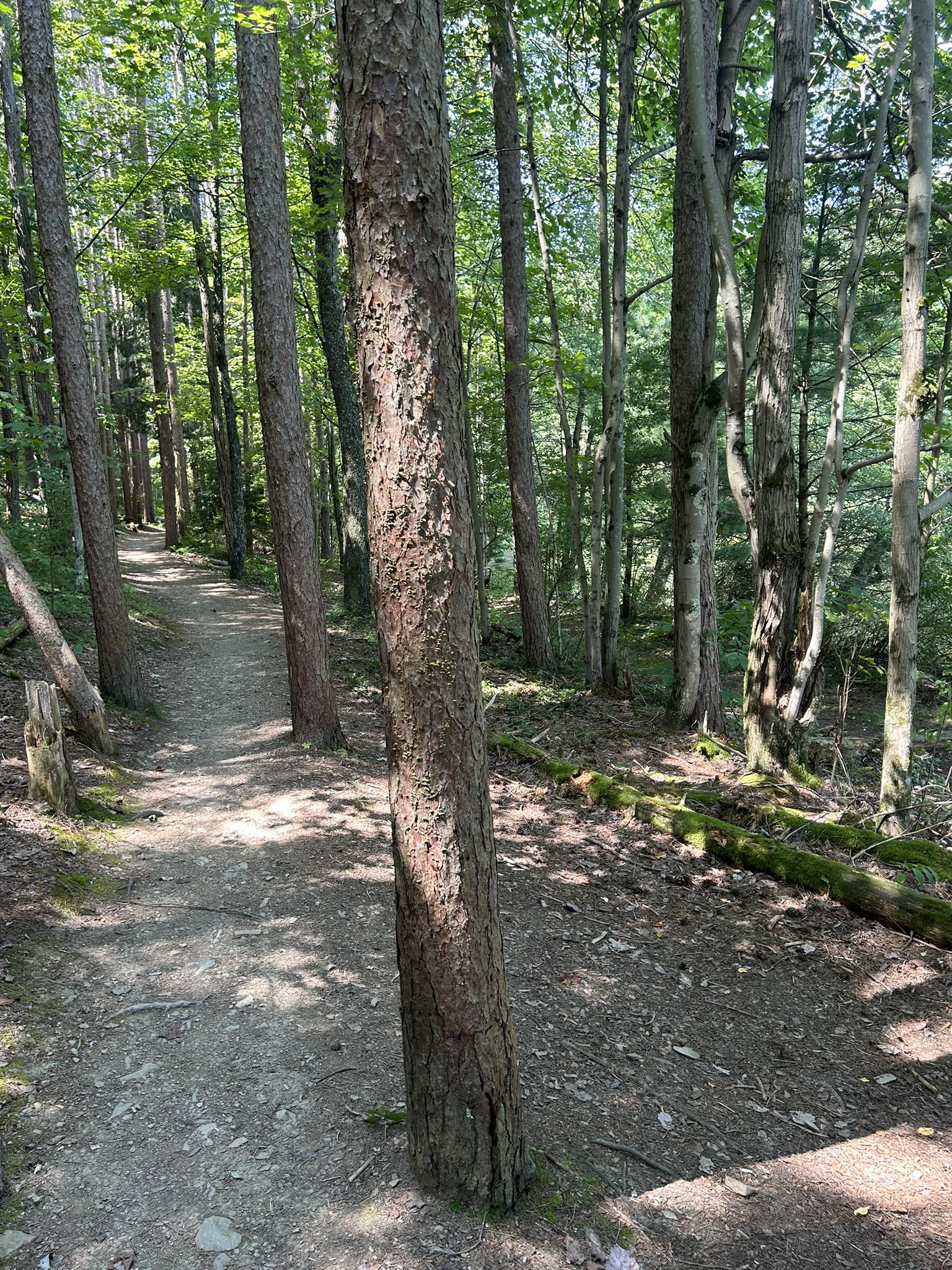 A sunlit dirt path winds through a dense, green forest. - Colyer Lake loop from Colyer