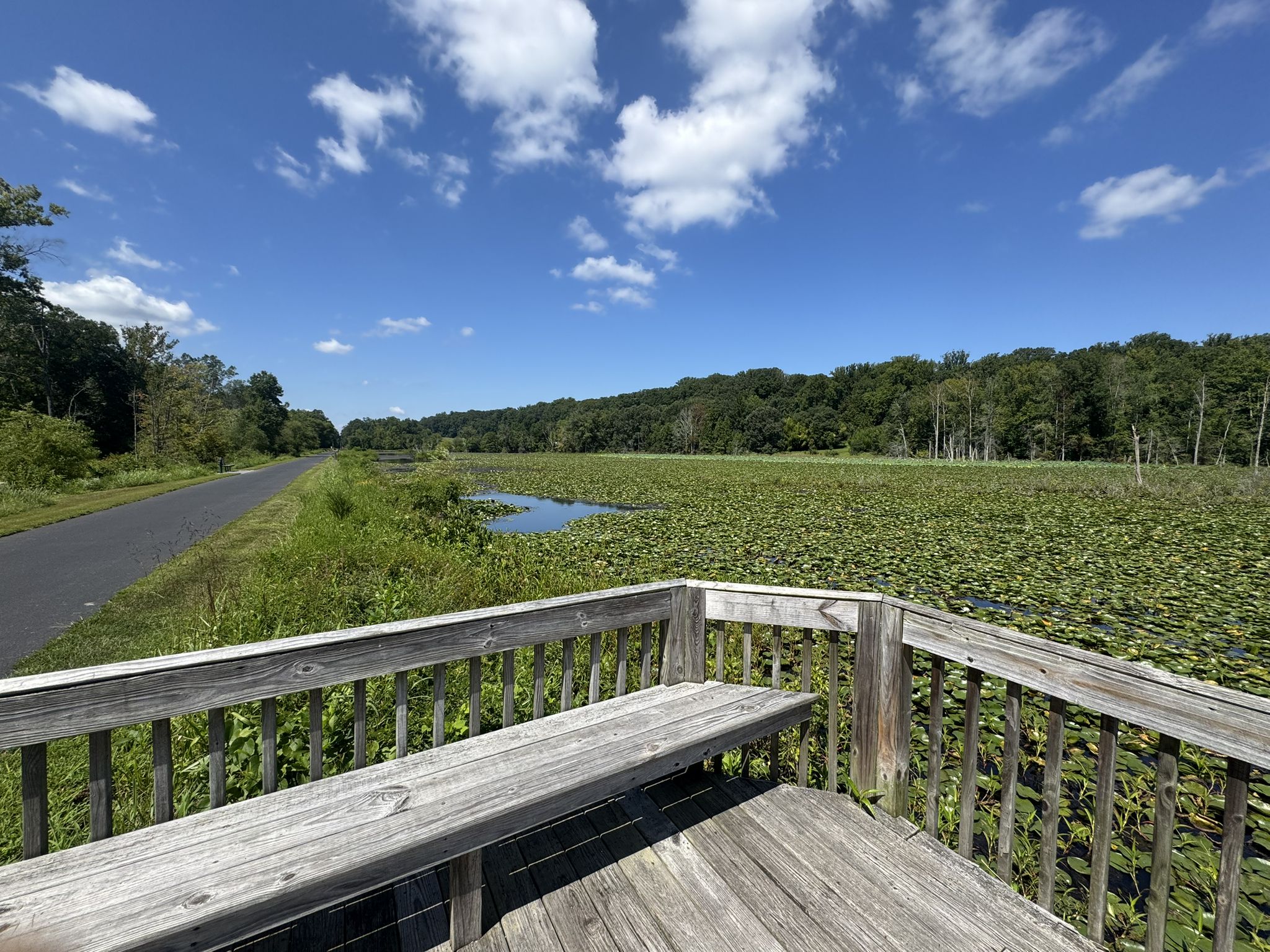 Wooden deck overlooking a vast lily pad field under a bright blue sky. - Indian Head Rail Trail