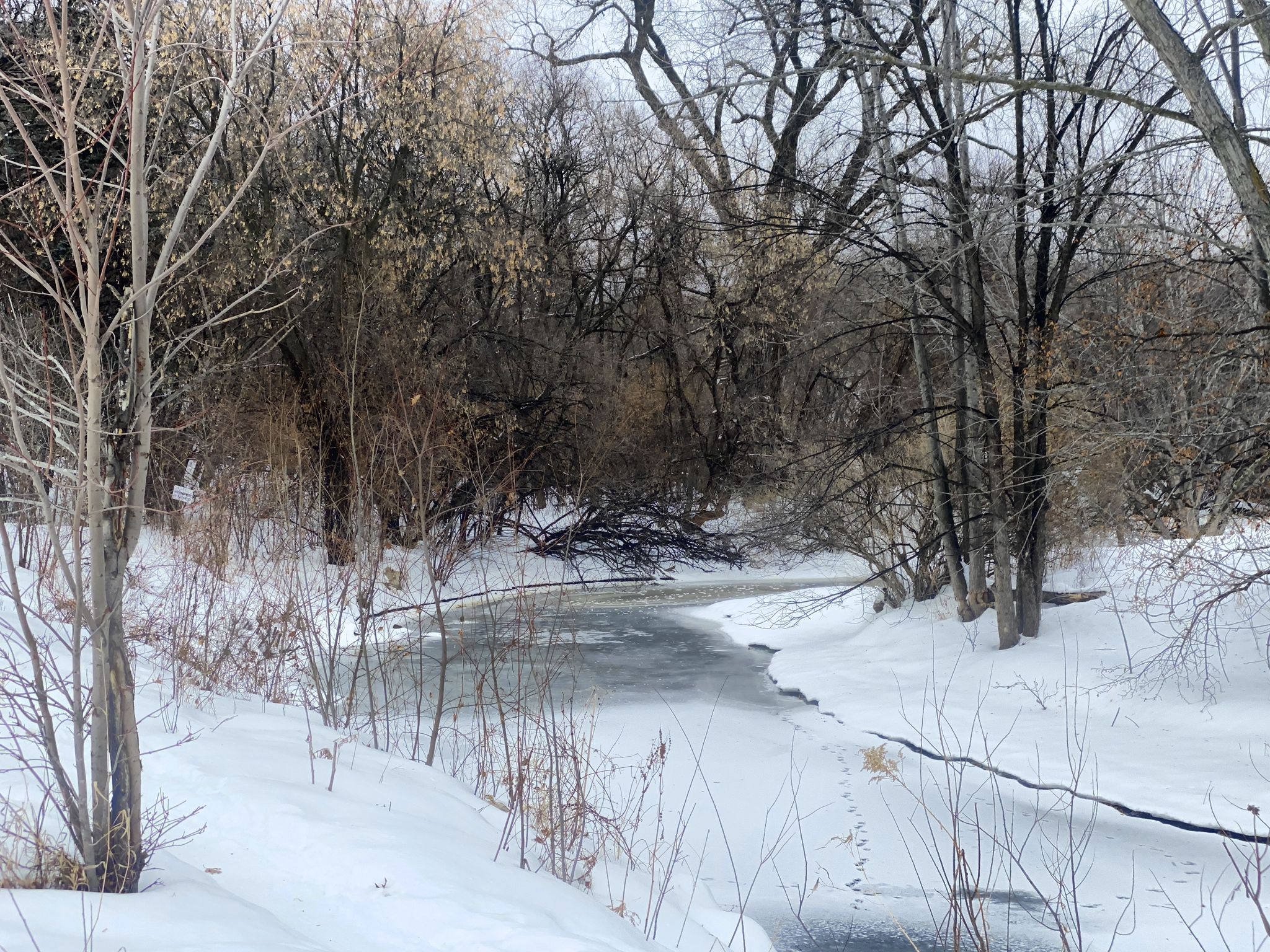 A partially frozen stream winds through a snow-covered winter forest under a gray sky. - 45 North and Theodore Wirth Parkway Loop