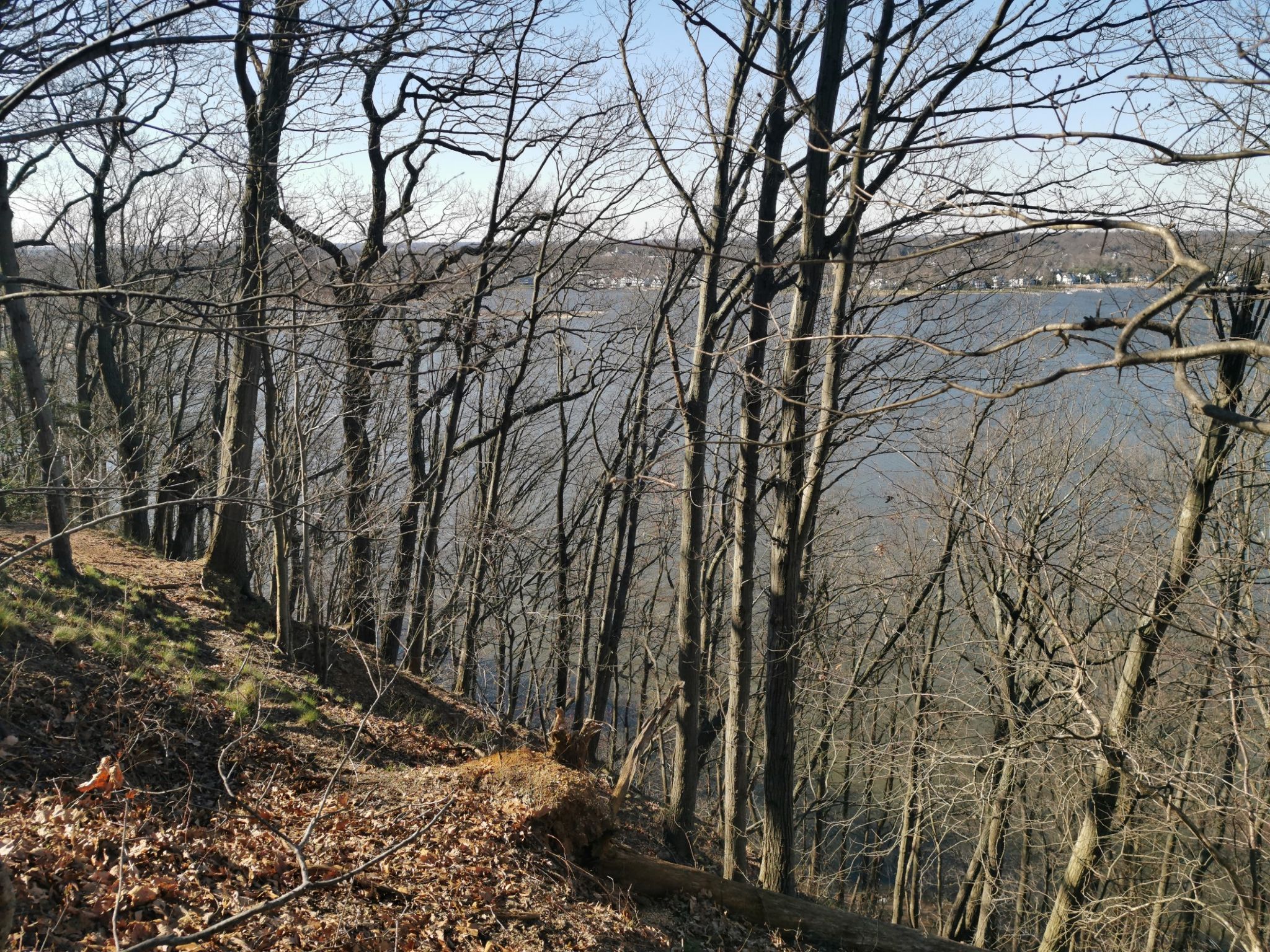 Bare trees on a hillside overlooking a large body of water on a clear day. - Rocky Point Loop Trail