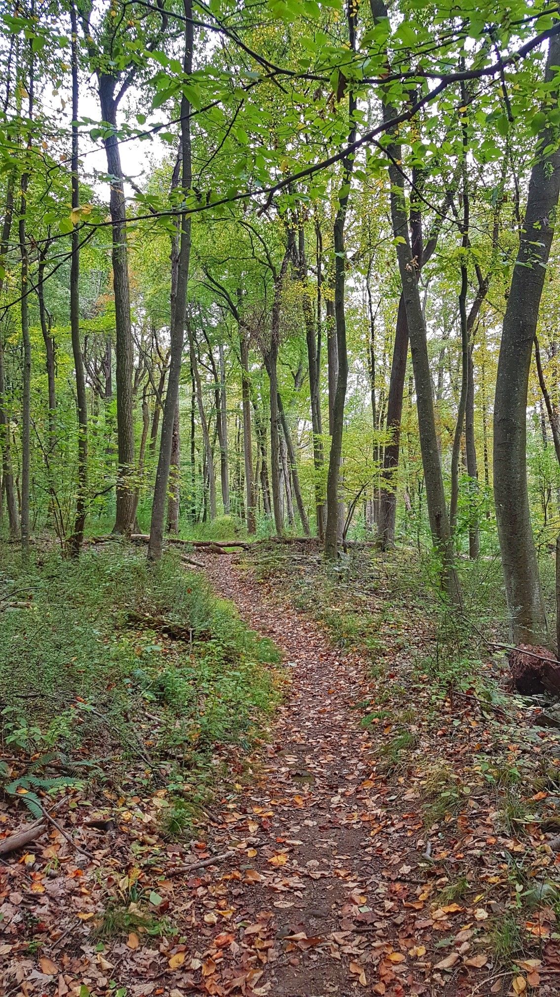 A leaf-covered dirt path winds through a dense, green forest under soft light. - Grand Loop Trail