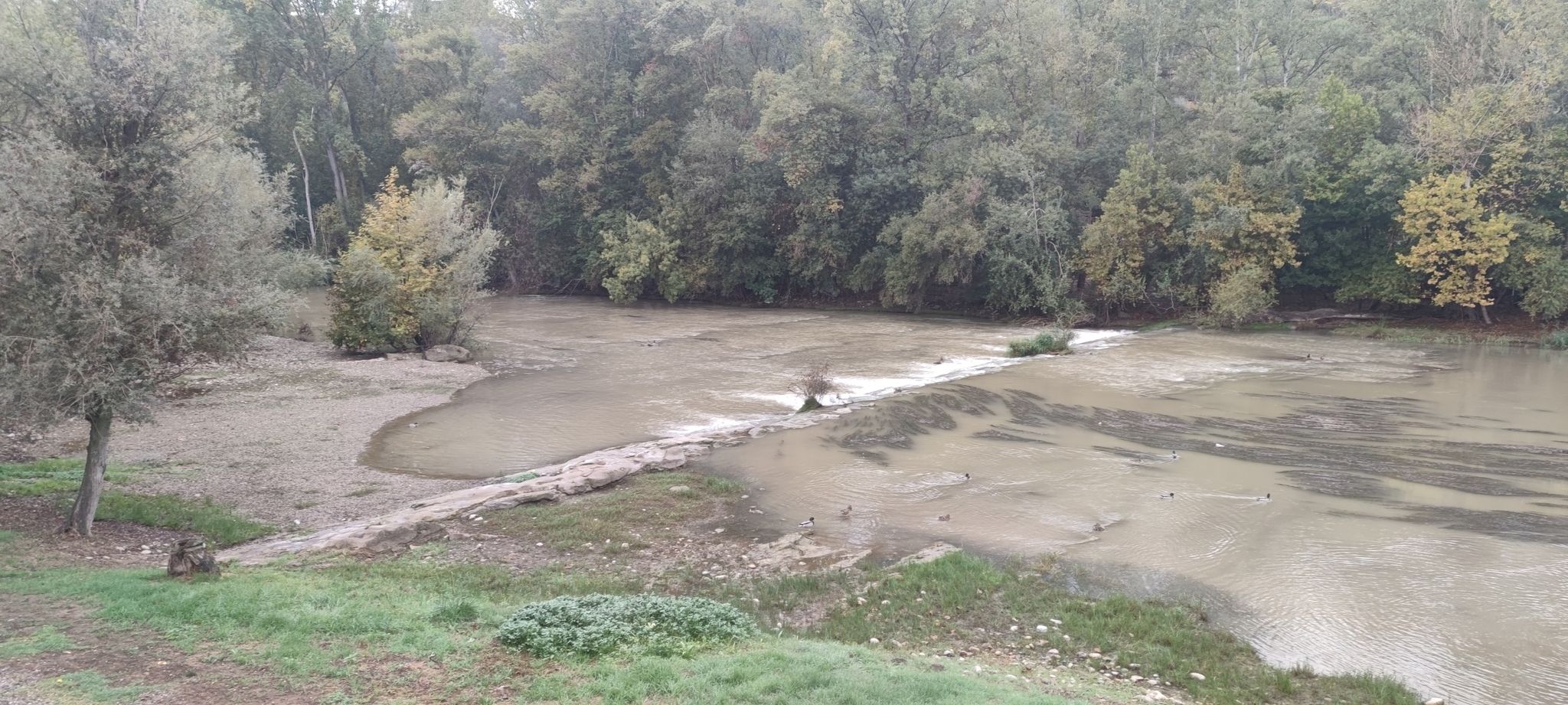 Segre