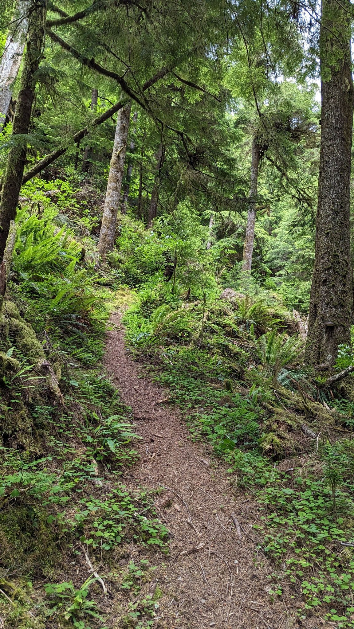 A narrow dirt path winds uphill through a lush, green, mossy forest. - South Snider Jackson Primitive Trail