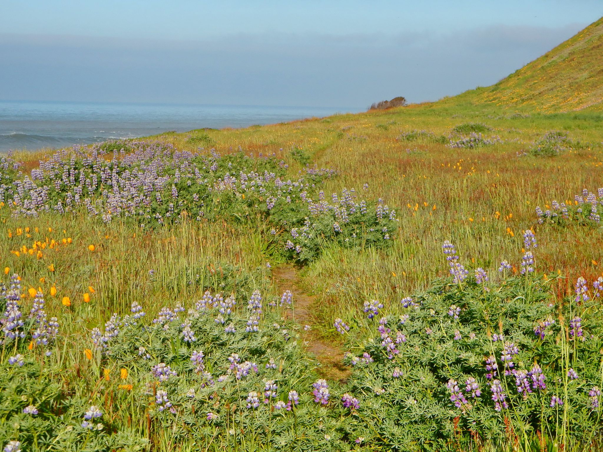 Field of purple and yellow wildflowers with a trail leading to the ocean. - Spanish Creek crossing – Lost Coastal Trail loop from Kinsey Creek