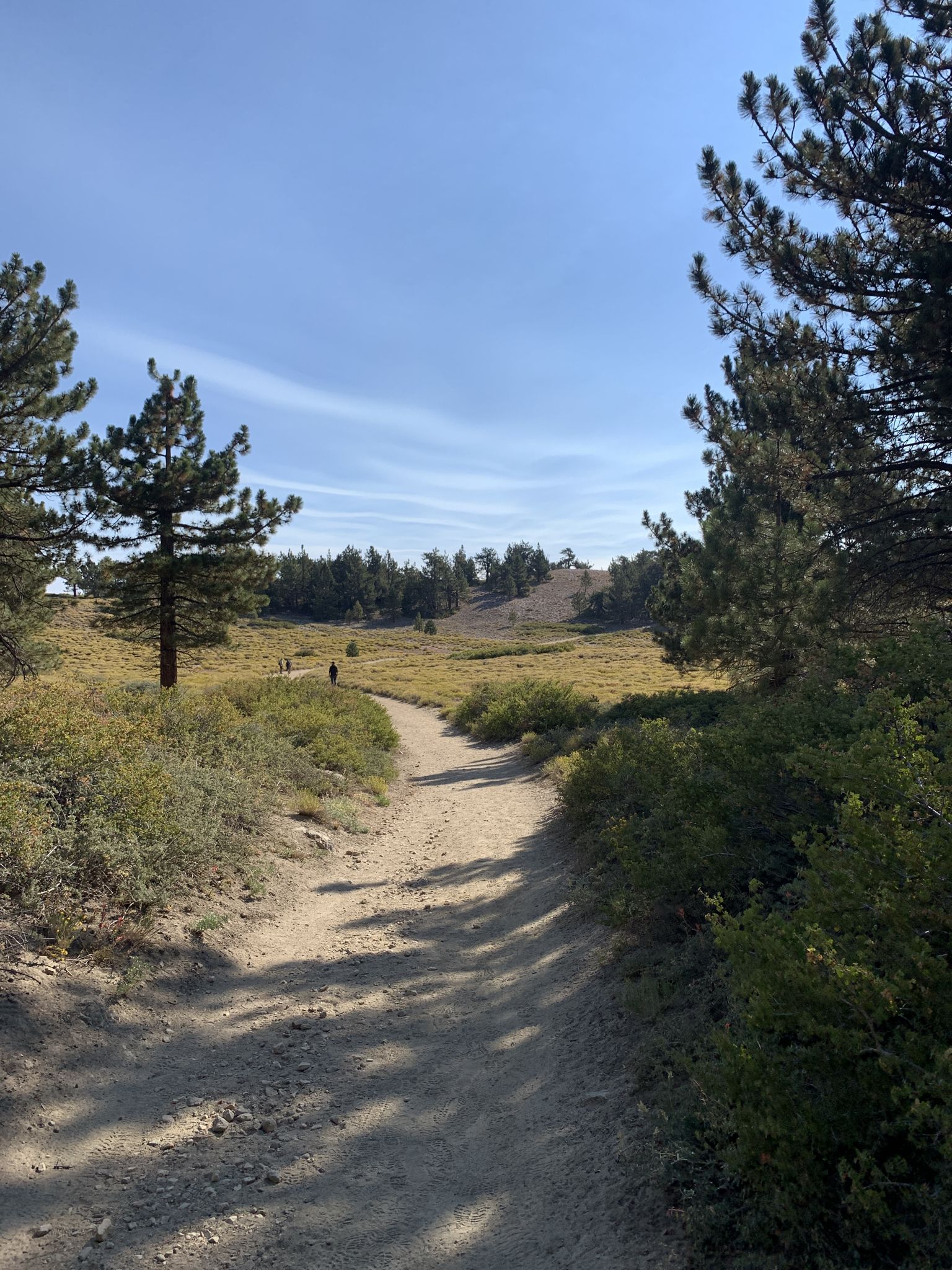 A dirt path winds through a sunny meadow with distant hikers and pine trees. - Condor Summit