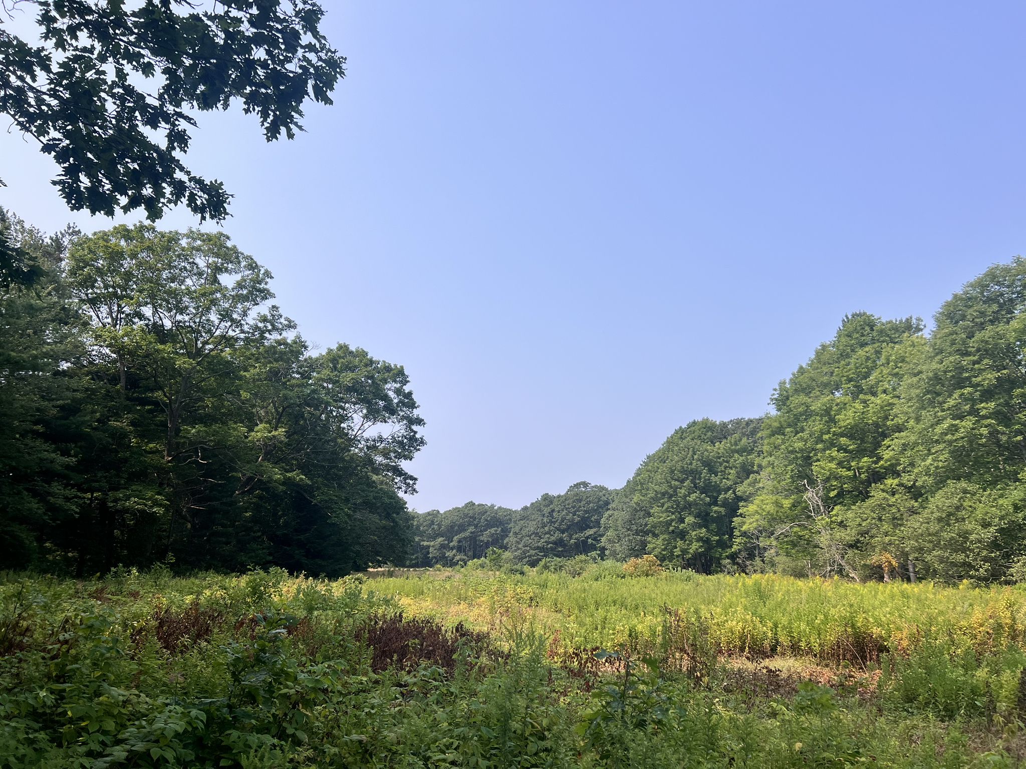 Wide open field of green and yellow plants bordered by dense forest. - Robinson Woods – Red's Dairy Freeze loop from South Portland