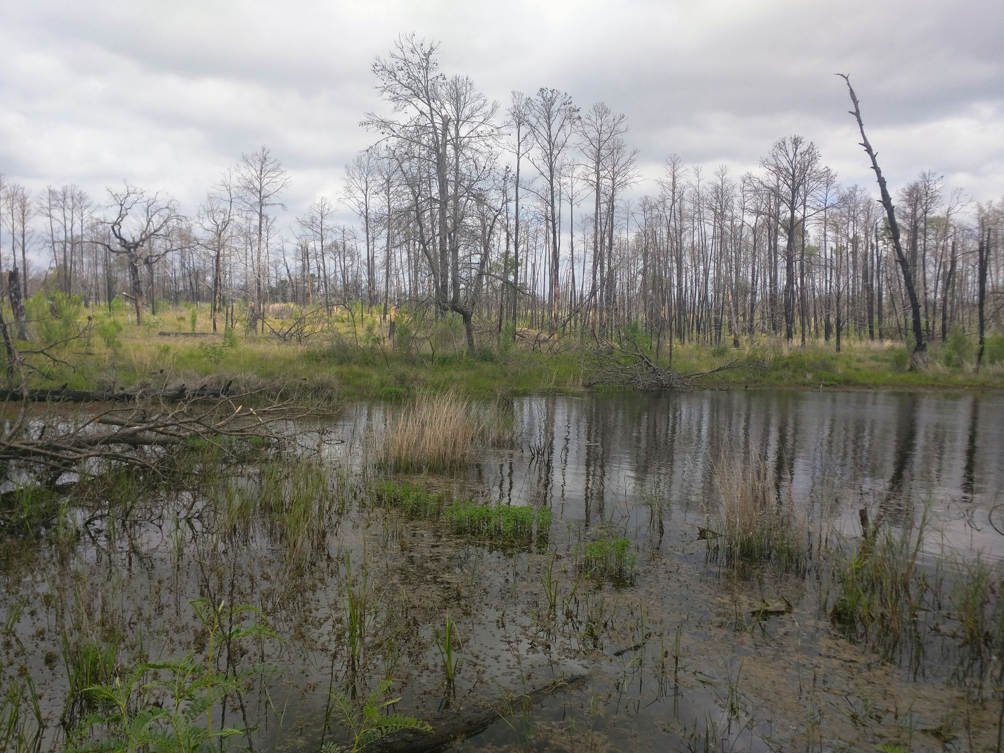 A dark, swampy pond with bare trees under a cloudy sky. - Pine Gulch Loop