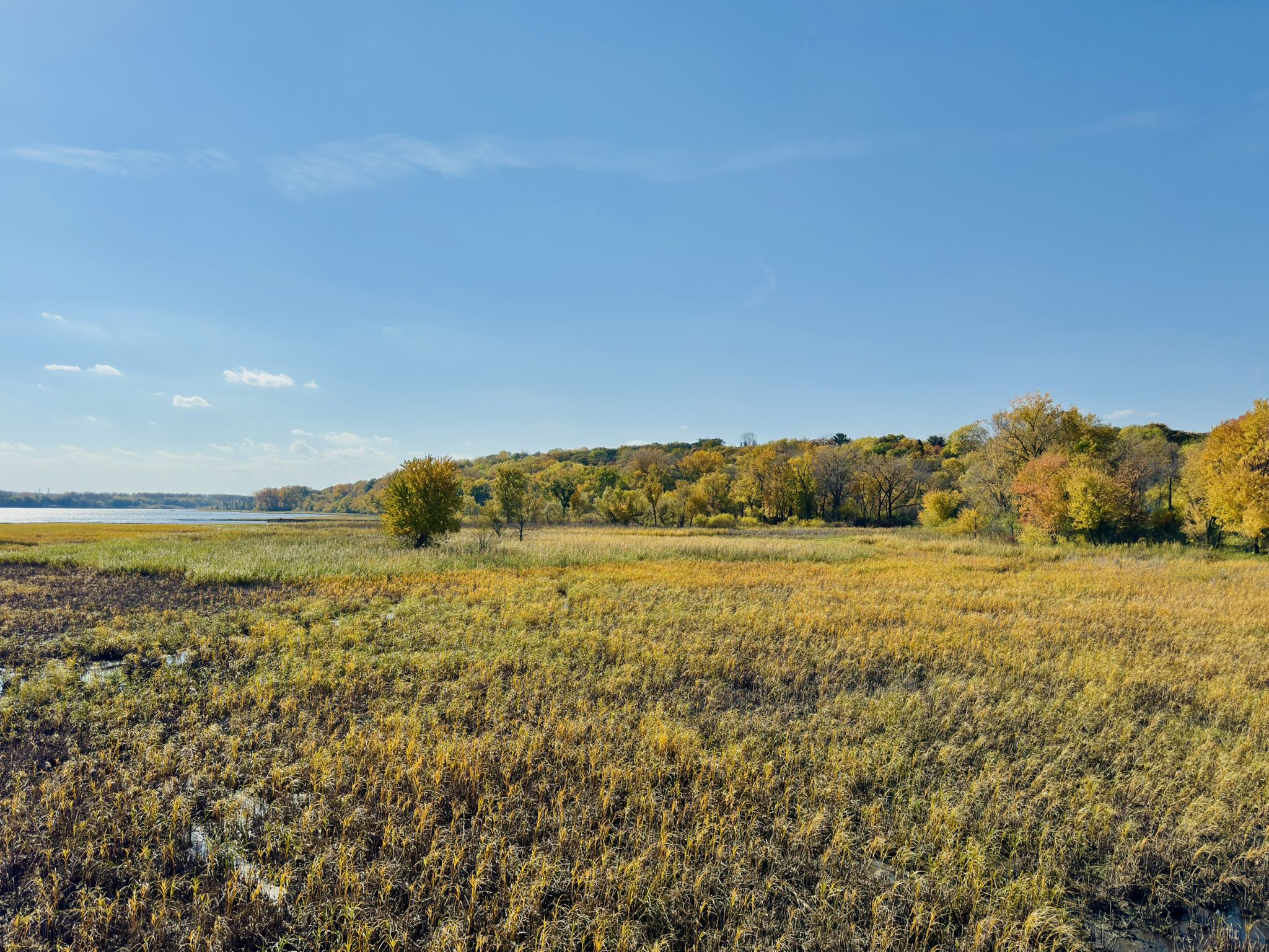 Expansive golden marshland next to a body of water, with a distant treeline. - Black Dog Lake – Black Dog Lake loop from 16 Av S