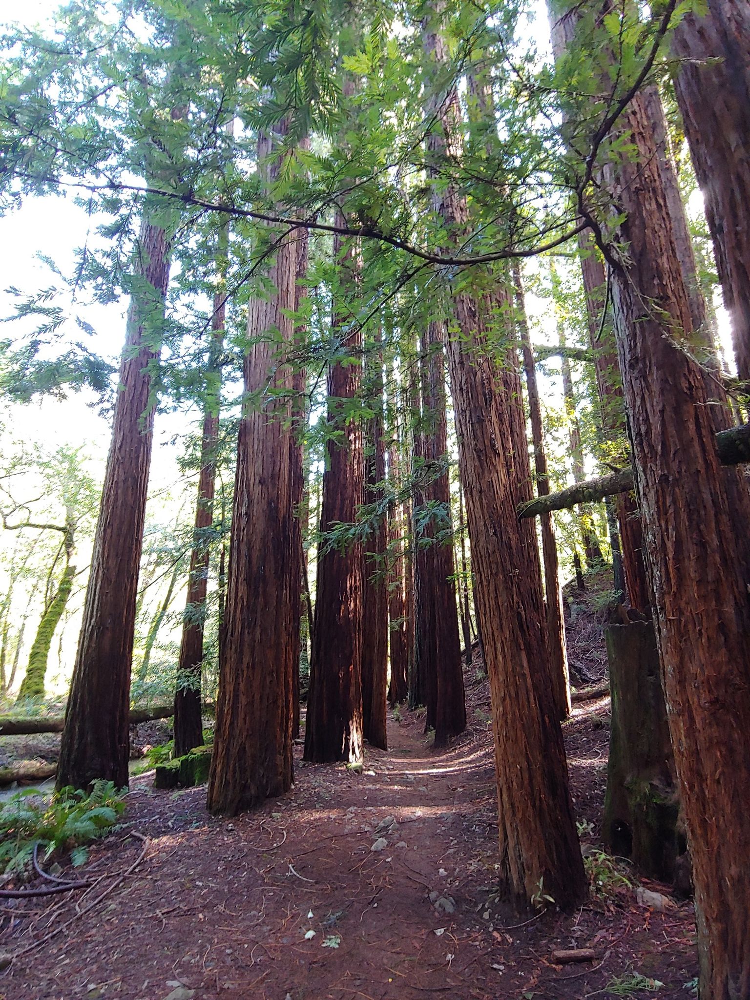 Sunlight streams through a dense forest of tall, straight trees over a path. - Dawn Falls and King Mountain Loop