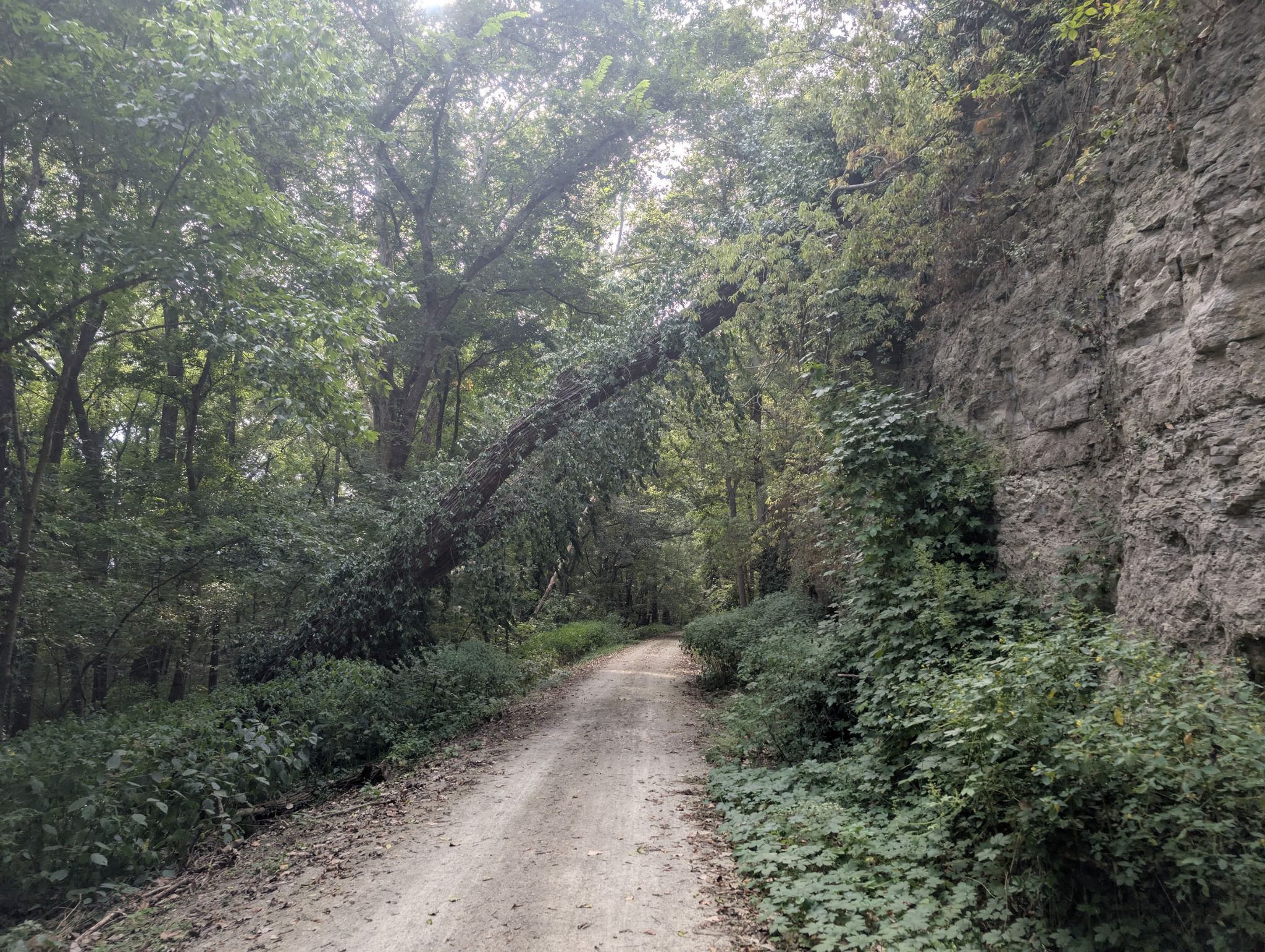 Dirt path through a forest with a large fallen tree leaning over. - Rhineland – Rest stop loop from Hermann Station