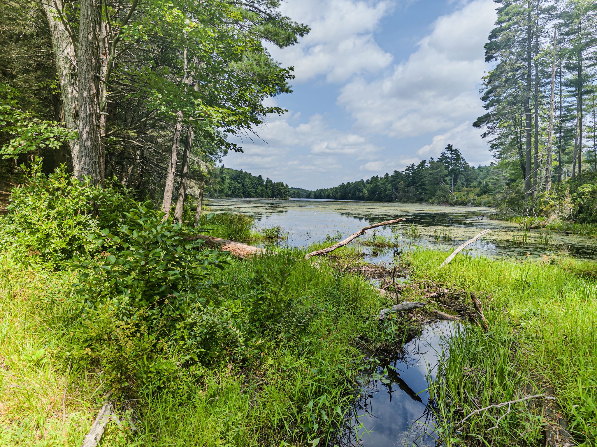 Lush green summer landscape with a calm lake surrounded by trees. - Breakneck Pond View Trail